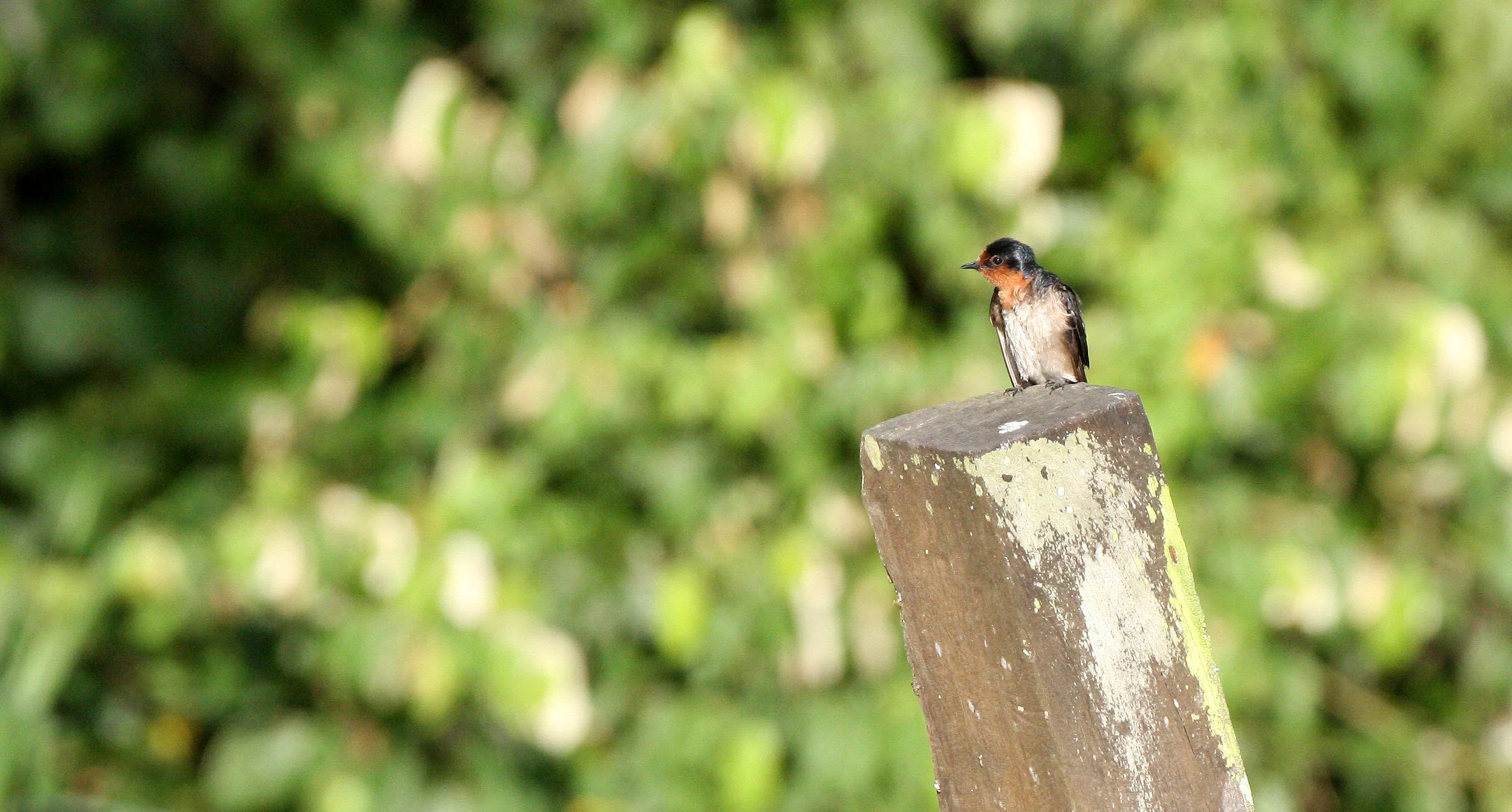 Pacific Swallow (Hirundo tahitica) Kinabatangan River Borneo (4).JPG