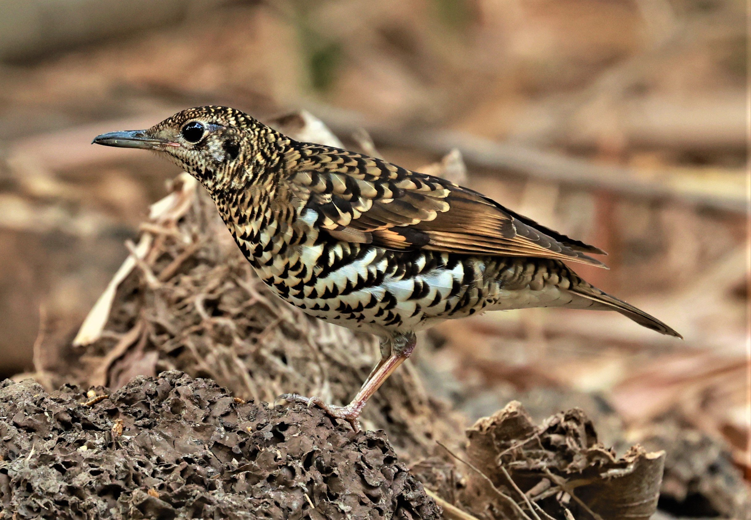 White's Thrush (Zoothera aurea) Putthamonthon Park Nakhon Pathom Thailand (161).jpg