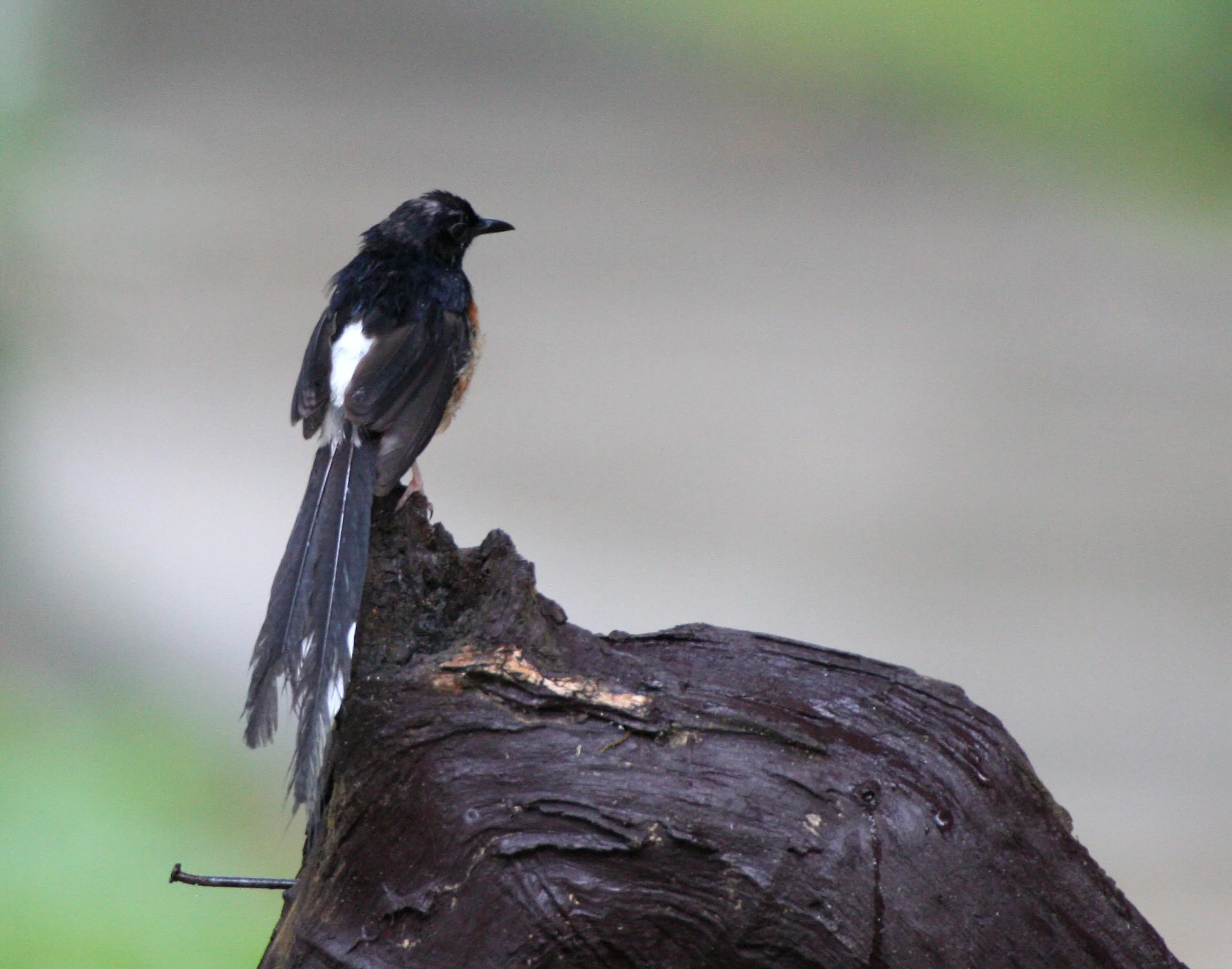 BIRD - SHAMA - WHITE-RUMPED SHAMA - COPSYCHUS MALABARICUS - KRUNG CHIN NP THAILAND  (4).JPG