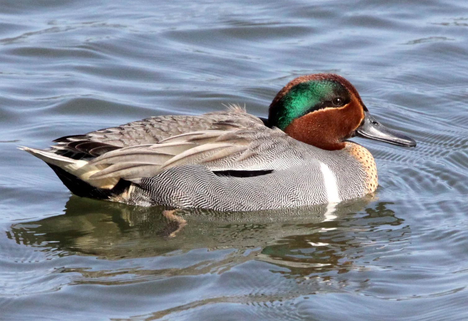 BIRD - DUCK - TEAL - GREEN-WINGED TEAL -  ARCATA MARSH CALIFORNIA (4).JPG