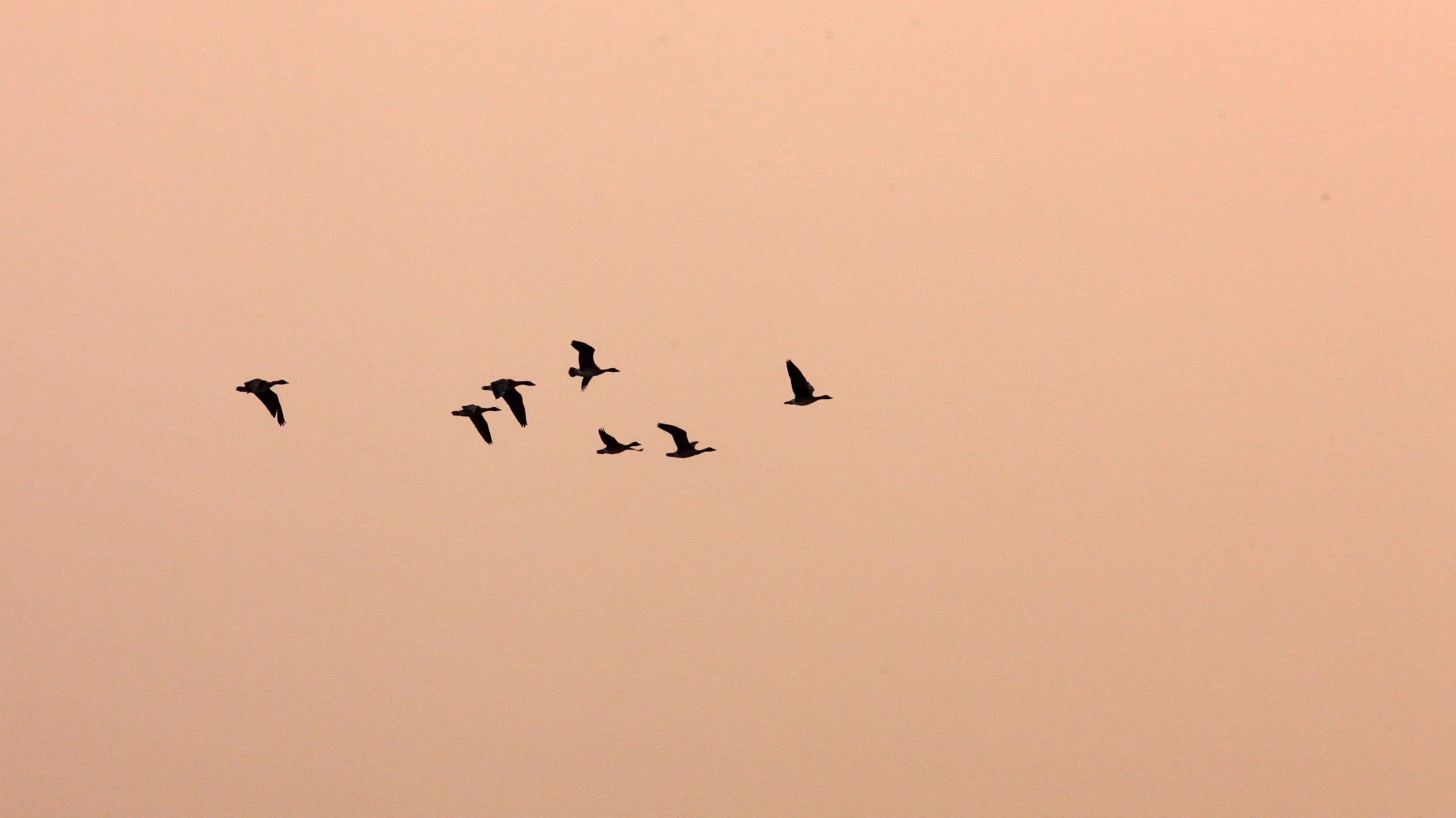 BIRD - GOOSE - BEAN GOOSE -  NANKOU, RUDONG, CHINA (1).JPG