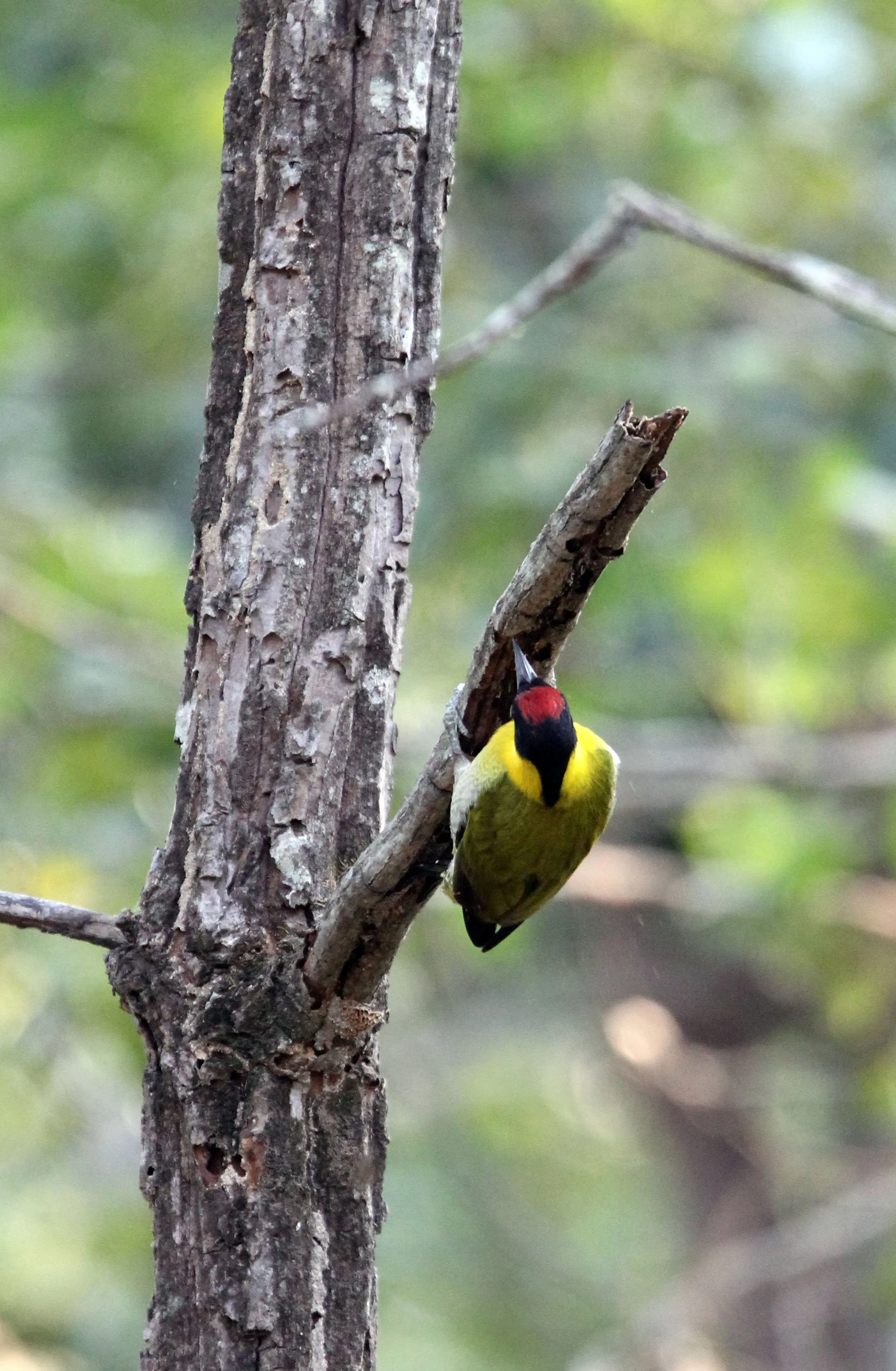 BIRD - WOODPECKER - BLACK-HEADED WOODPECKER - HUAI KHA KHAENG NATURE RESERVE - HEADQUARTERS - THAILAND (19).JPG