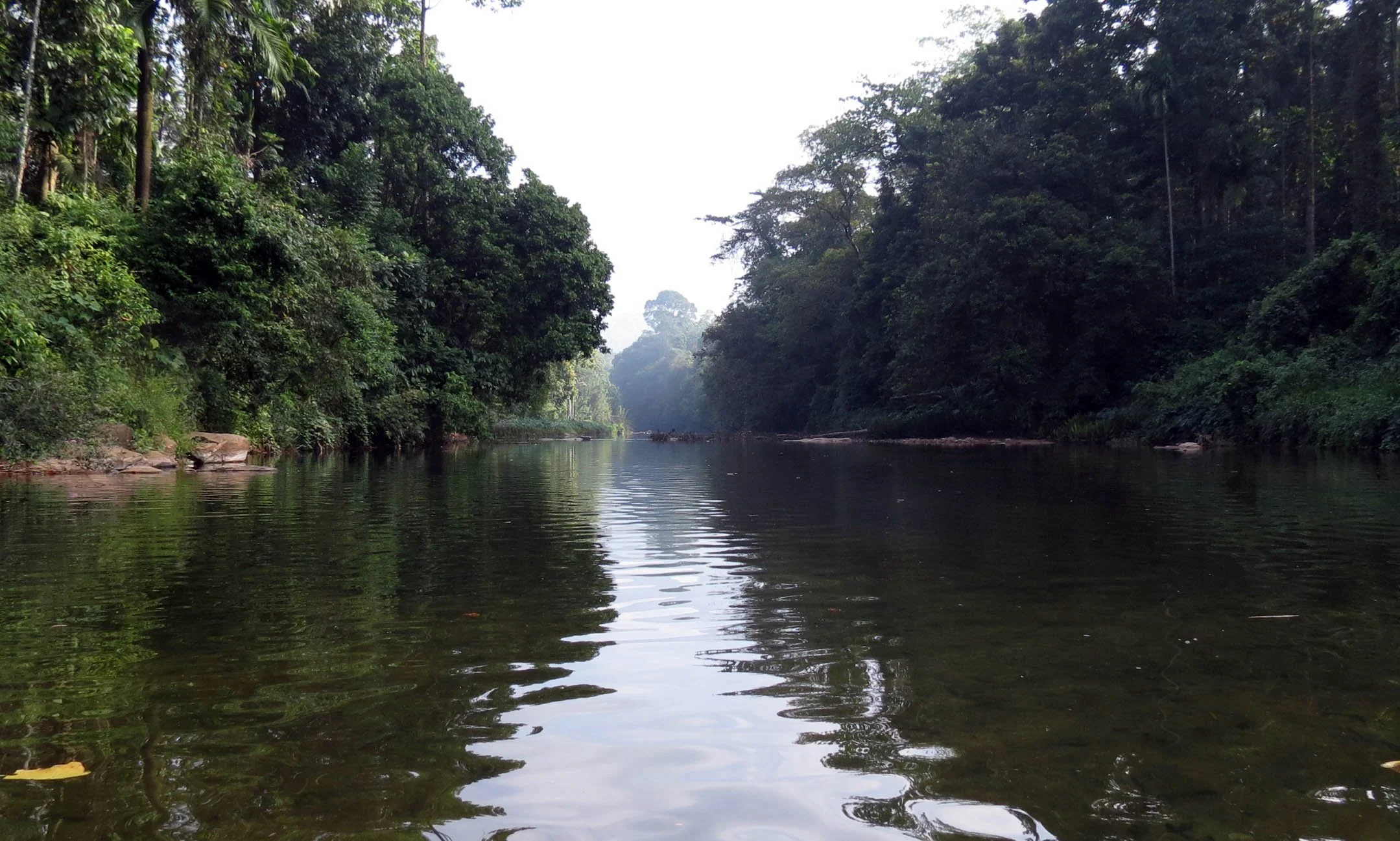KITULGALA FOREST PRESERVE SRI LANKA (16).JPG