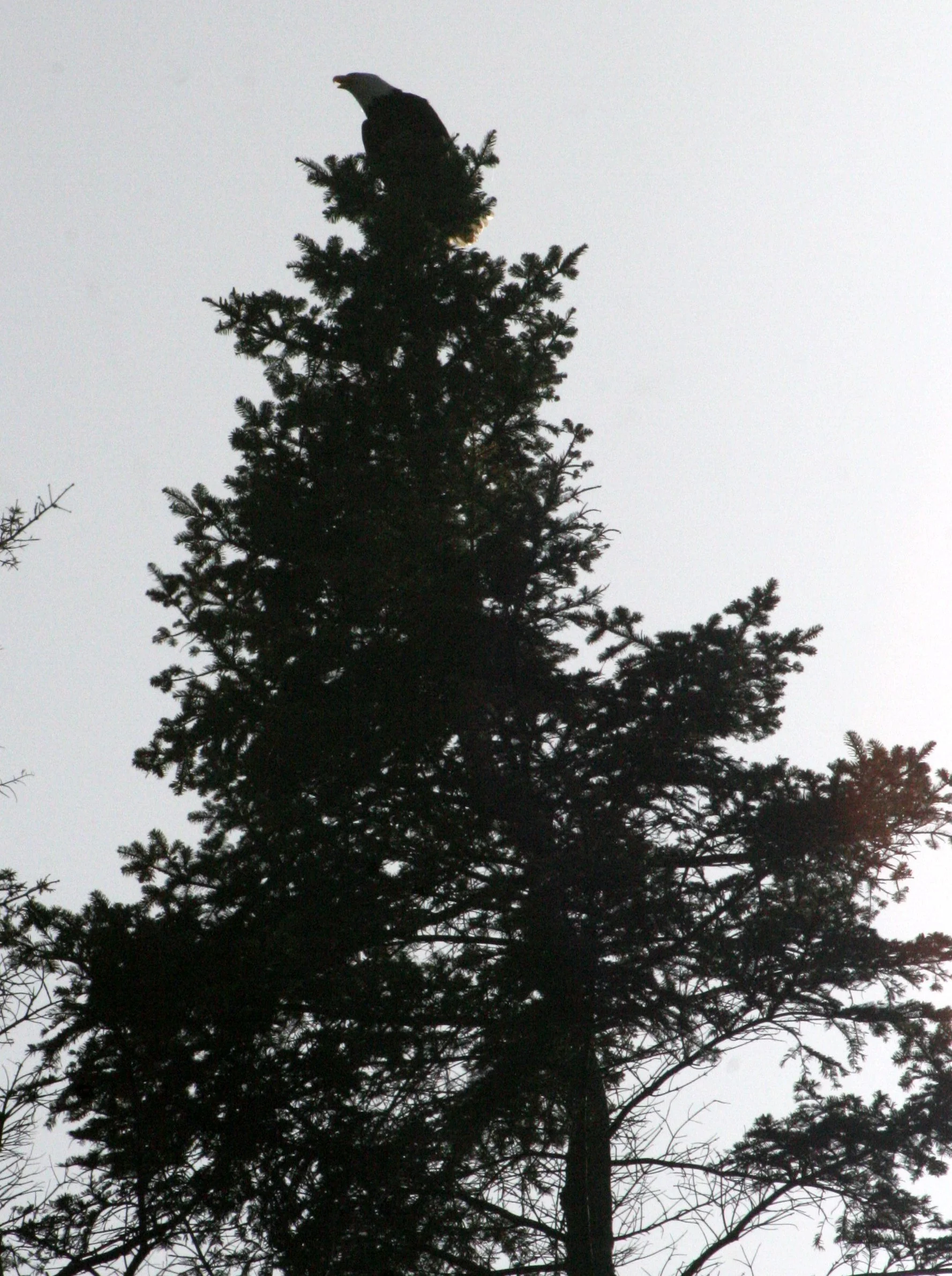 Haliaeetus leucocephalus - AMERICAN BALD EAGLE - LAKE FARM BLUFFS WASHINGTON (201).JPG