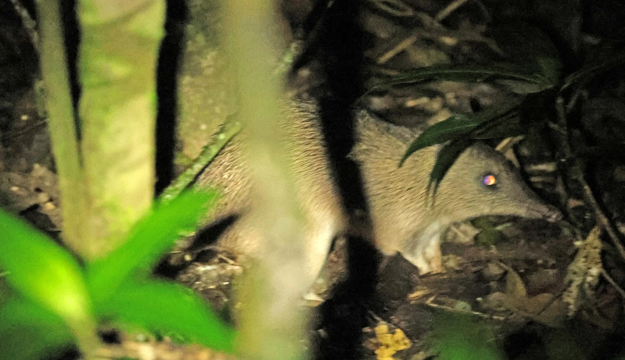 Southern Long-nosed Bandicoot (Perameles nasuta) Oreilly's at Lamington NP - Queensland 