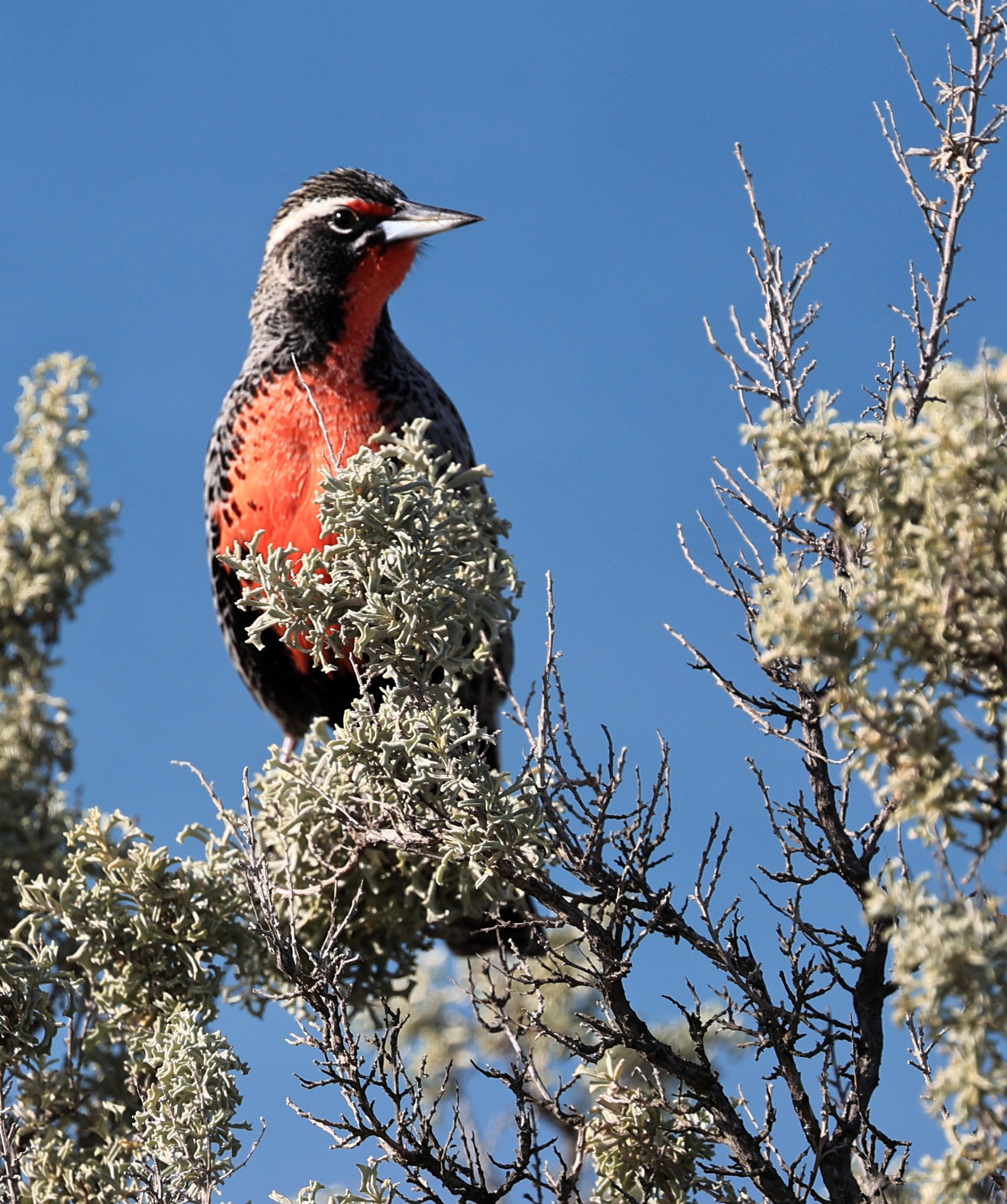 Long-tailed Meadowlark (Leistes loyca) Valdes Peninsula, Chubut Province, Argentina Day 2 (26).jpg