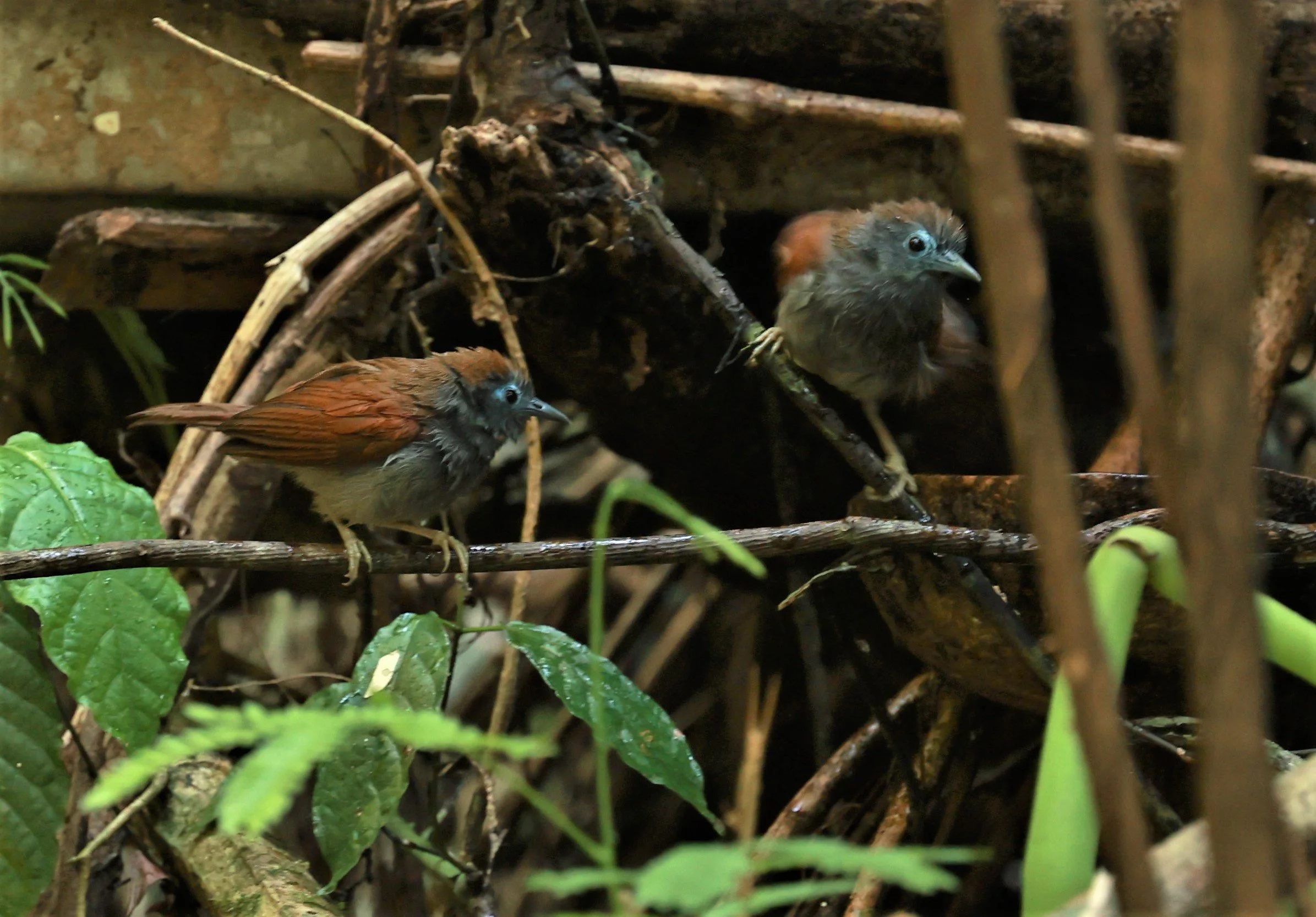 BABBLER - CHESTNUT-WINGED BABBLER - Cyanoderma erythropterum - KRUNG CHING, KHAO LUANG NATIONAL PARK, THAILAND APRIL 2023 (23).jpg