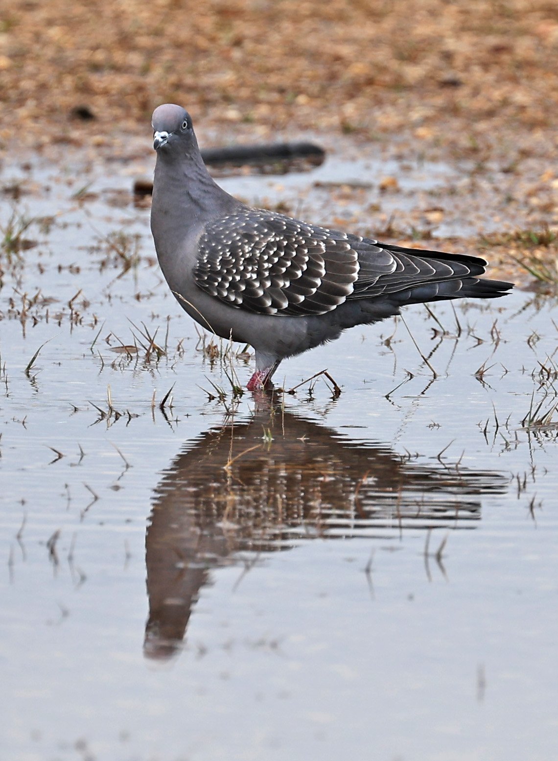 Spot-winged Pigeon (Patagioenas maculosa) El Palmar National Park, Entre Rios, Argentina (14).jpg