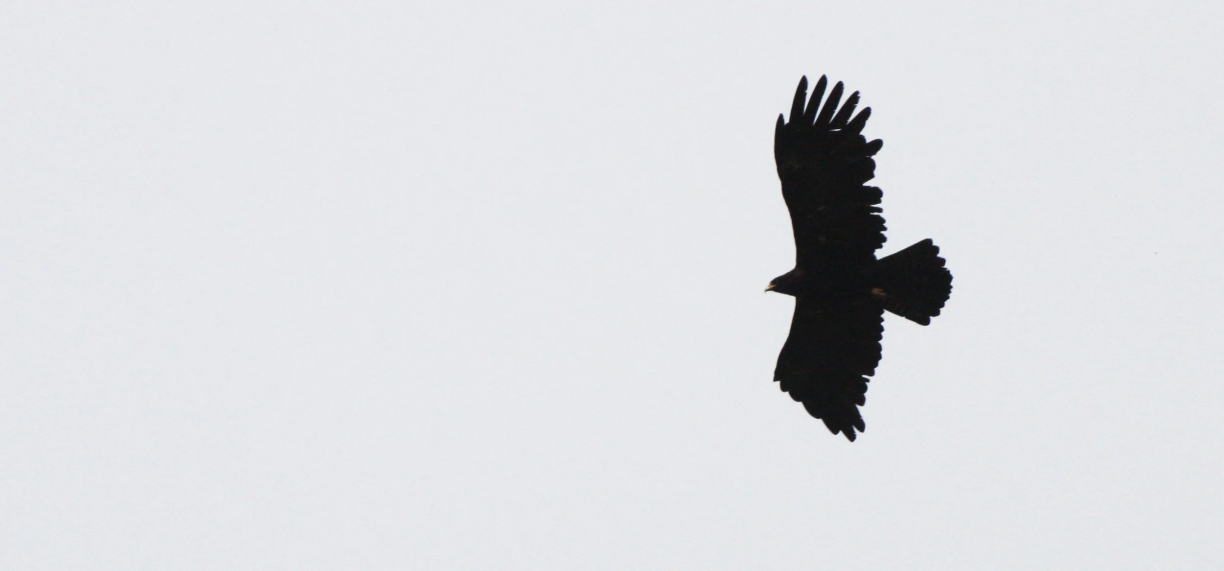 Ictinaetus malaiensis - BLACK EAGLE - KAENG KRACHAN THAILAND (2).JPG