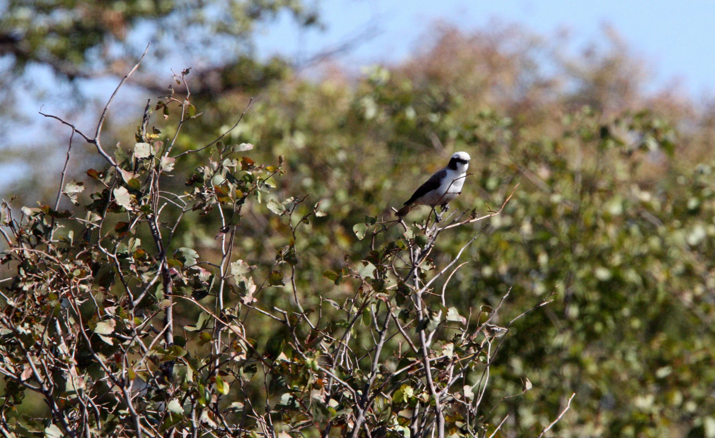 Southern White-crowned Shrike (Eurocephalus anguitimens) Chobe NP Botswana (3).JPG