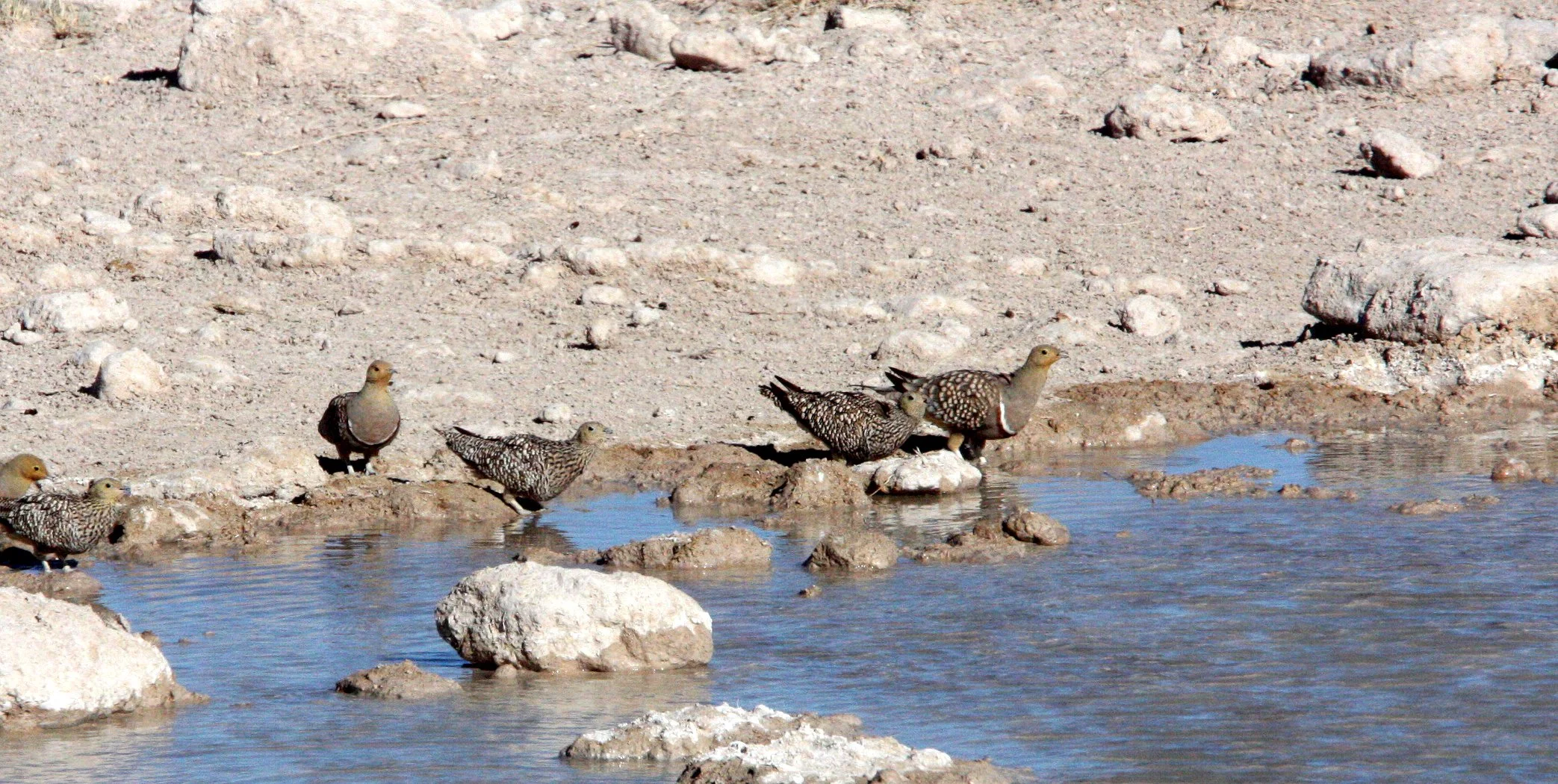 Namaqua Sandgrouse (Pterocles namaqua) Etosha NP Namibia (5).JPG