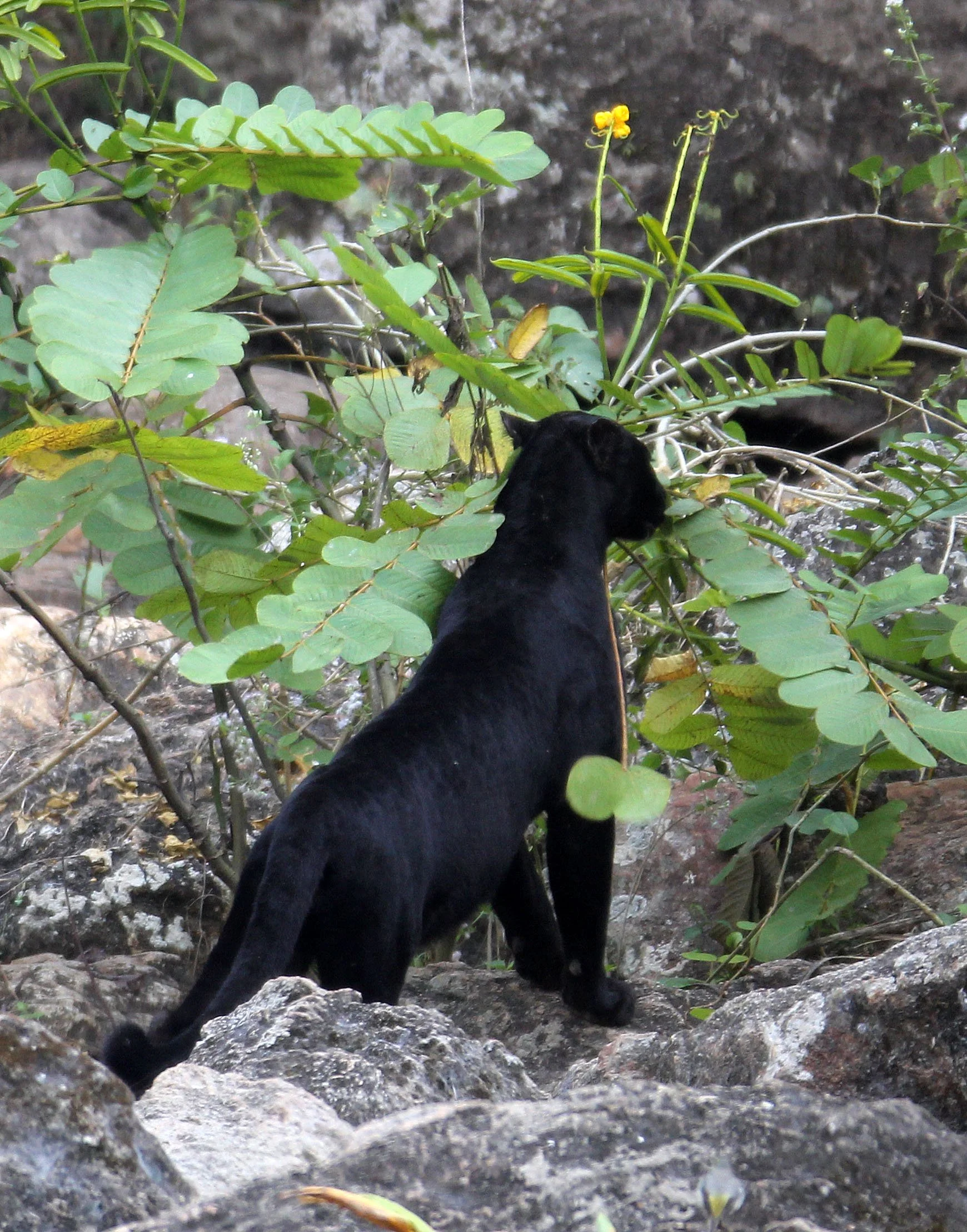 Panthera pardus delacouri - INDOCHINESE LEOPARD - MELANISTIC FORM - HUAI KHA KHAENG - KAPOK KAPIEN STATION & MINERAL LICK - THAI (143).JPG