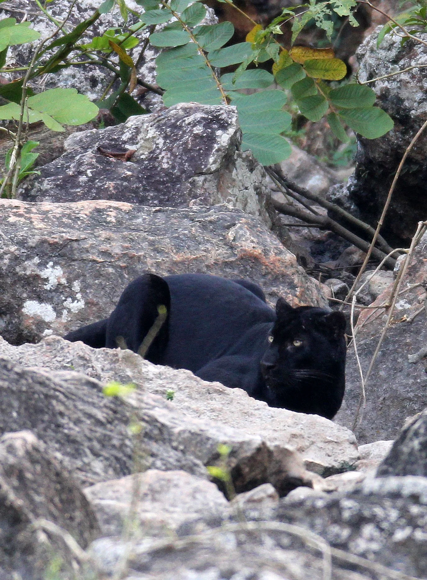 Panthera pardus delacouri - INDOCHINESE LEOPARD - MELANISTIC FORM - HUAI KHA KHAENG - KAPOK KAPIEN STATION & MINERAL LICK - THAILAND (283).JPG
