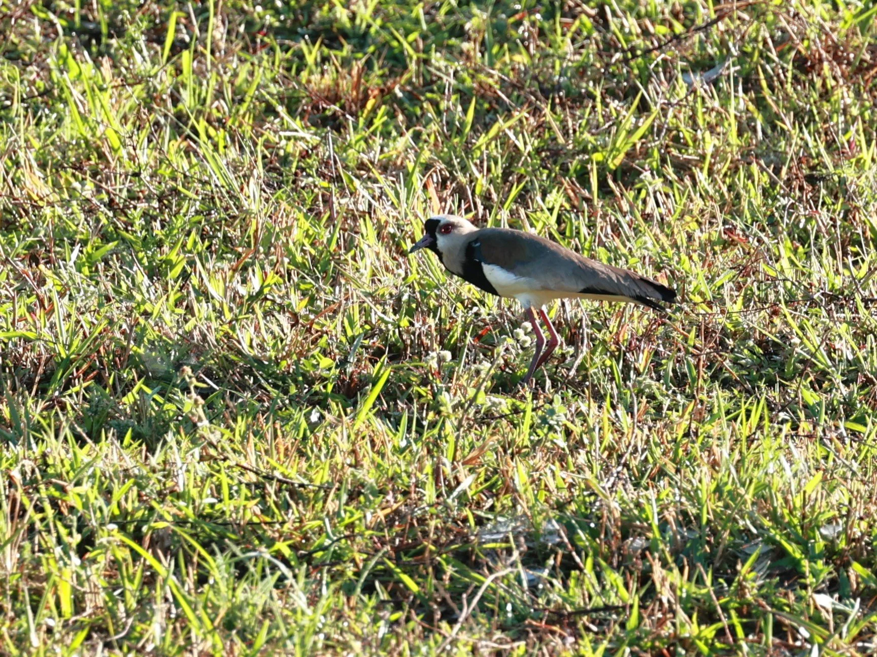 Lapwing - Southern Lapwing - Vanellus chilensis - Illeus, Bahia Brazil, Una Township Area (6).JPG
