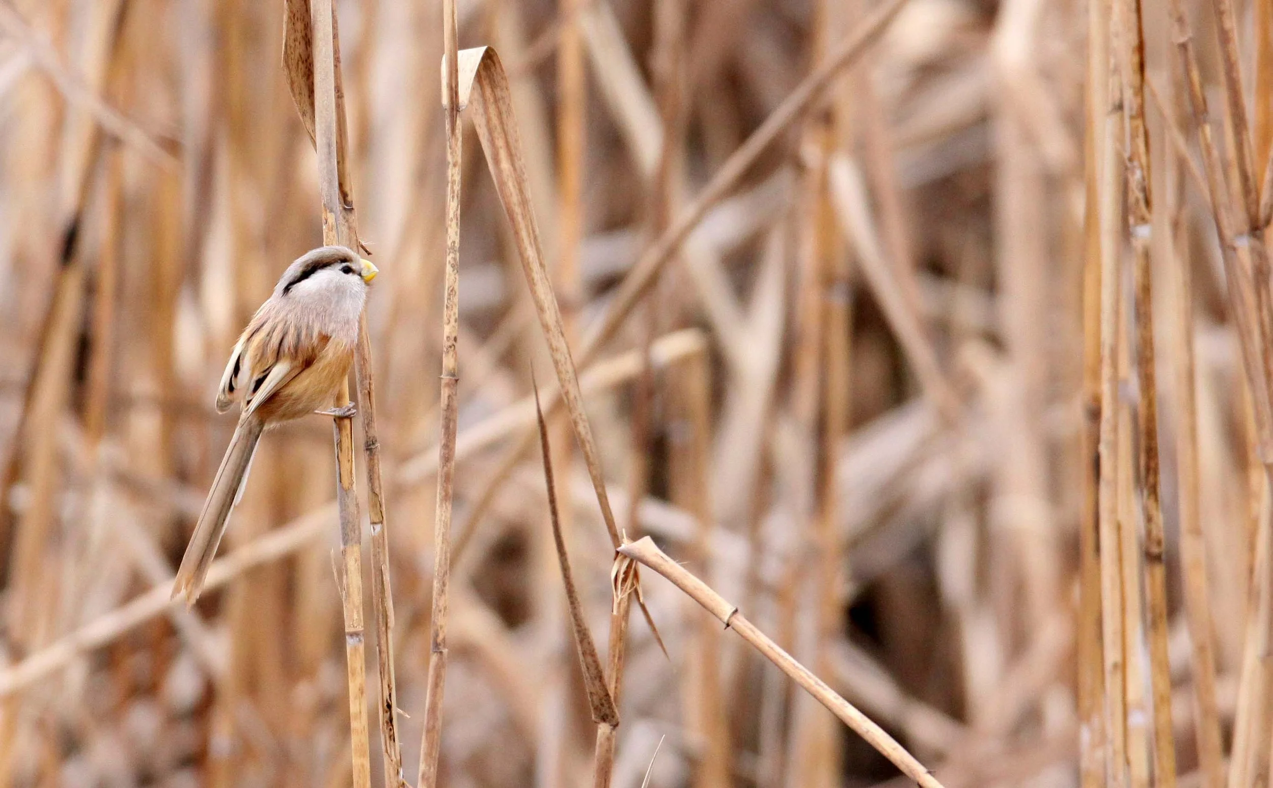 BIRD - PARROTBILL - REED PARROTBILL - YANCHENG CHINA.JPG