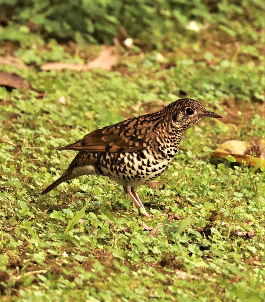 Scaly Thrush (Zoothera dauma) Doi Ang Kang Chiang Mai (36).jpg