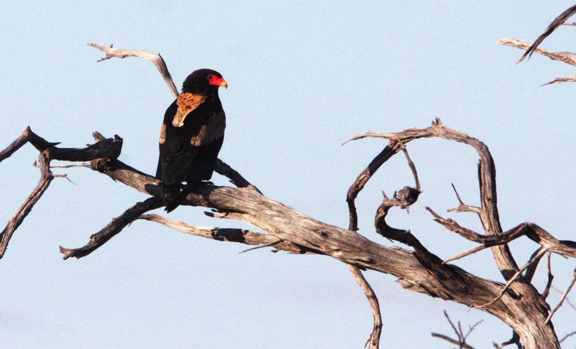 Terathopius ecaudatus - BATELEUR - KHWAI CAMP OKAVANGO BOTSWANA (11).JPG