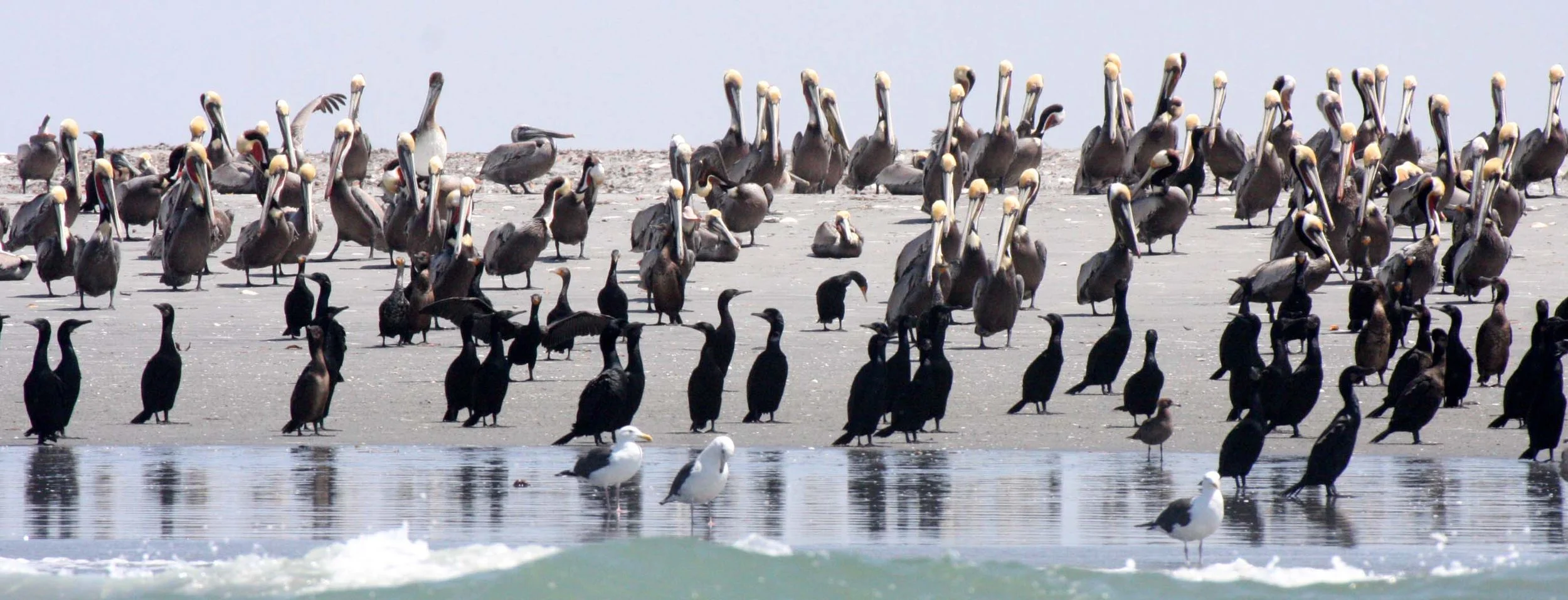 Urile penicillatus - Brandt's Cormorant - San Ignacio Lagoon, Baja California (2).JPG