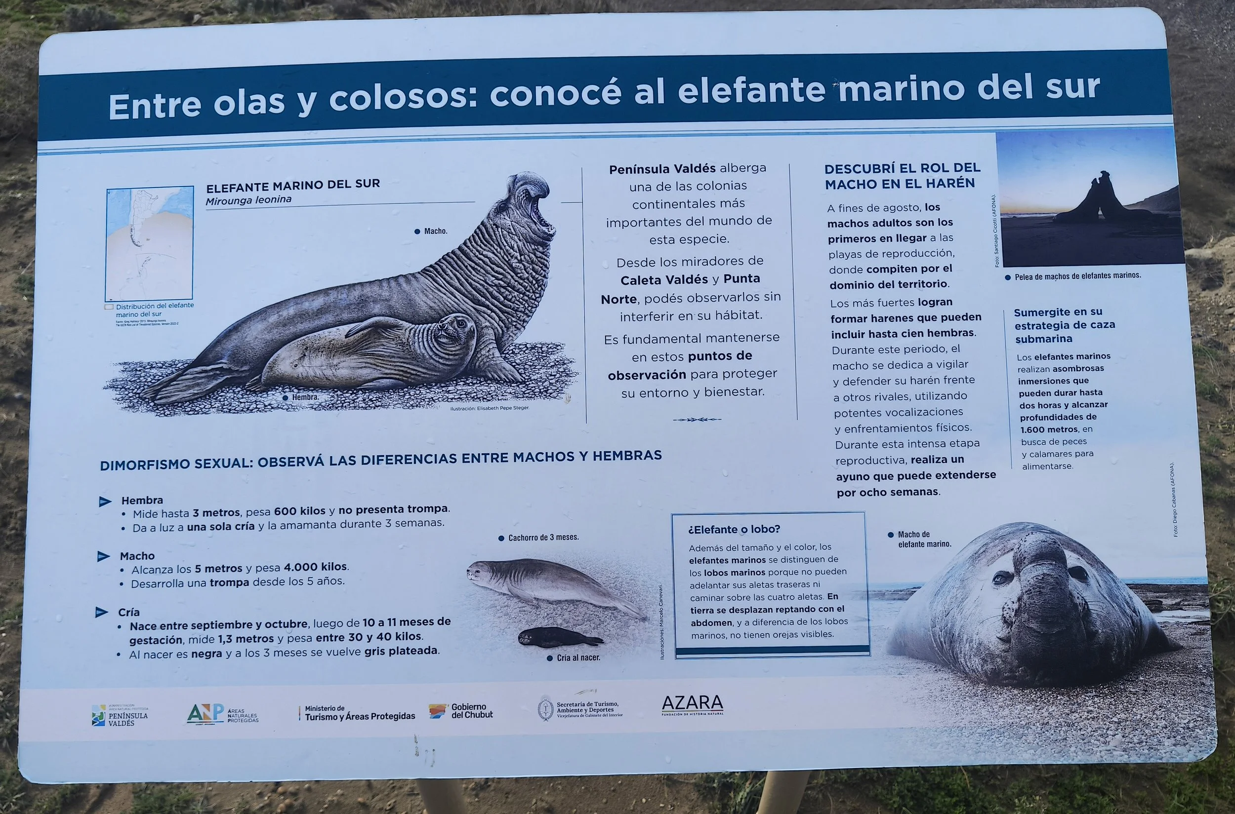 Valdes Peninsula, Chubut Province, Argentina (40).jpg