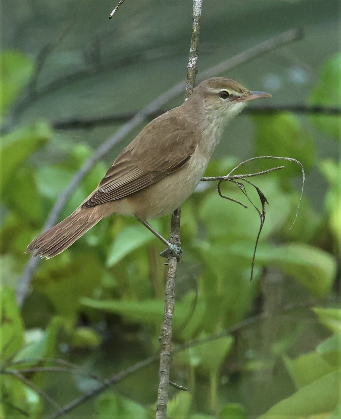 WARBLER - ORIENTAL REED WARBLER - Acrocephalus orientalis - PAK PHAYUN DISTRICT, PATTHALUNG APRIL 2022 (26).jpg