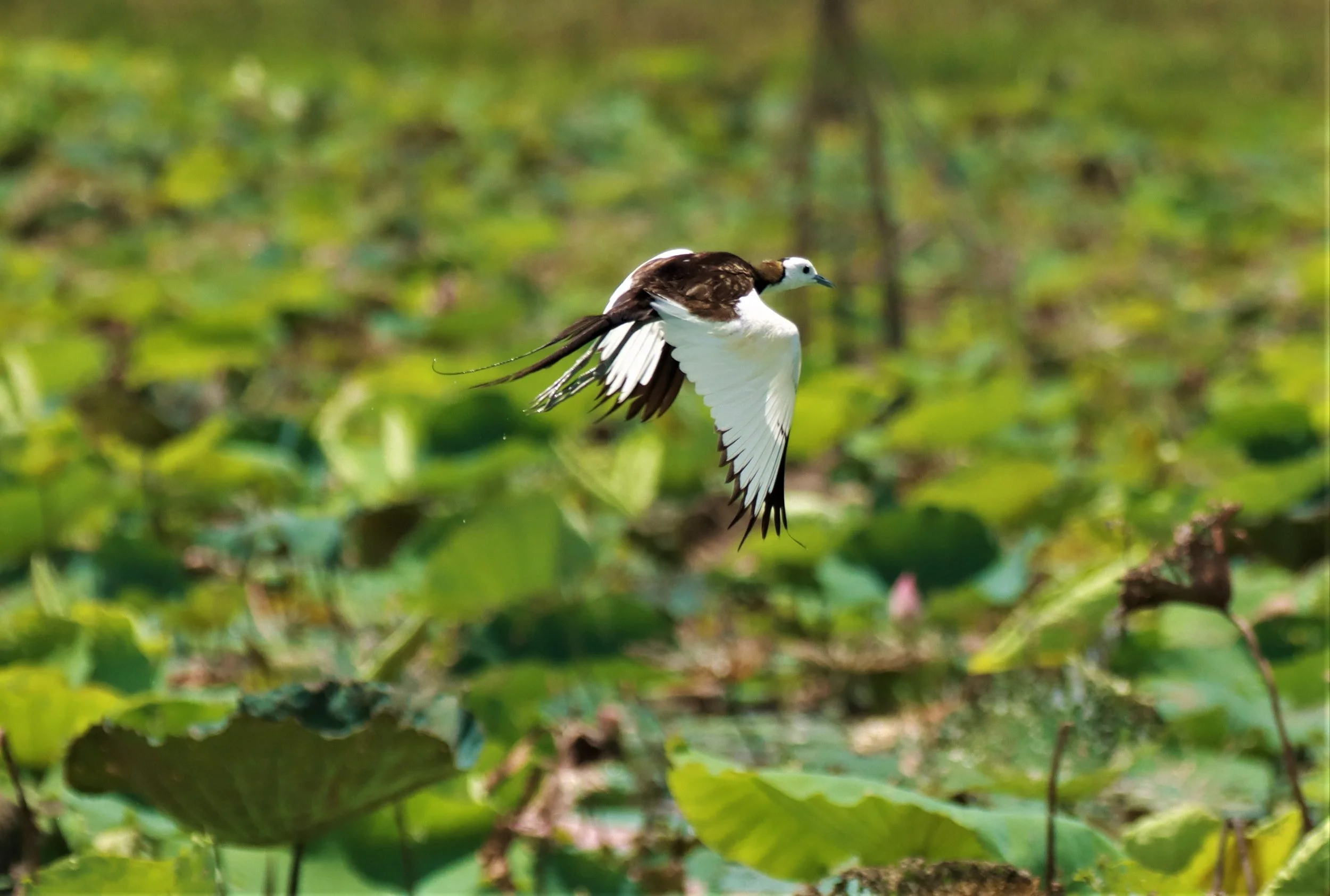 JACANA - PHEASANT-TAILED JACANA - Hydrophasianus chirurgus - BUENG BORAPHET NAKHON SAWAN AUGUST 2021 (116).jpg