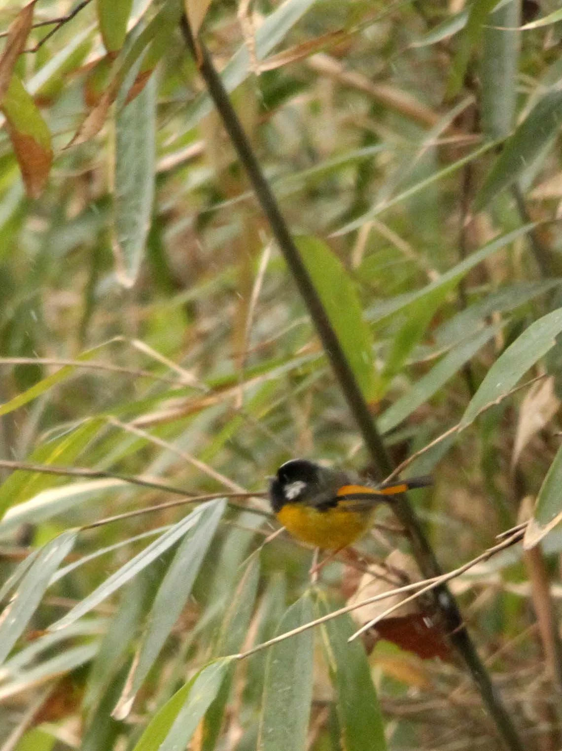 BIRD - FULVETTA - GOLDEN BREASTED FULVETTA - ID ONLY - FOPING NATURE RESERVE - SHAANXI PROVINCE CHINA (1).JPG