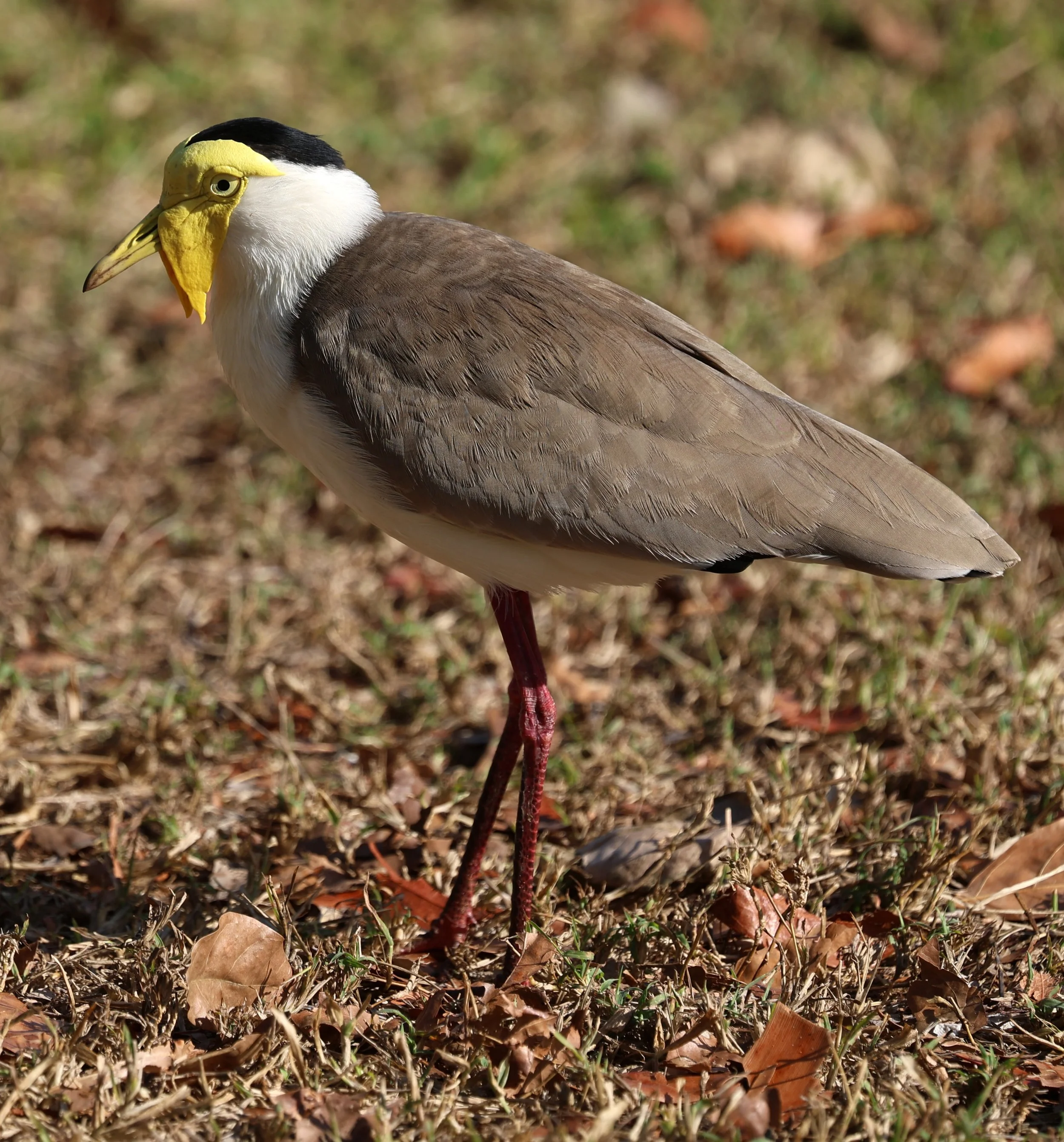 Masked Lapwing (Vanellus miles) Rottnest Island - Western Australia (7).jpg