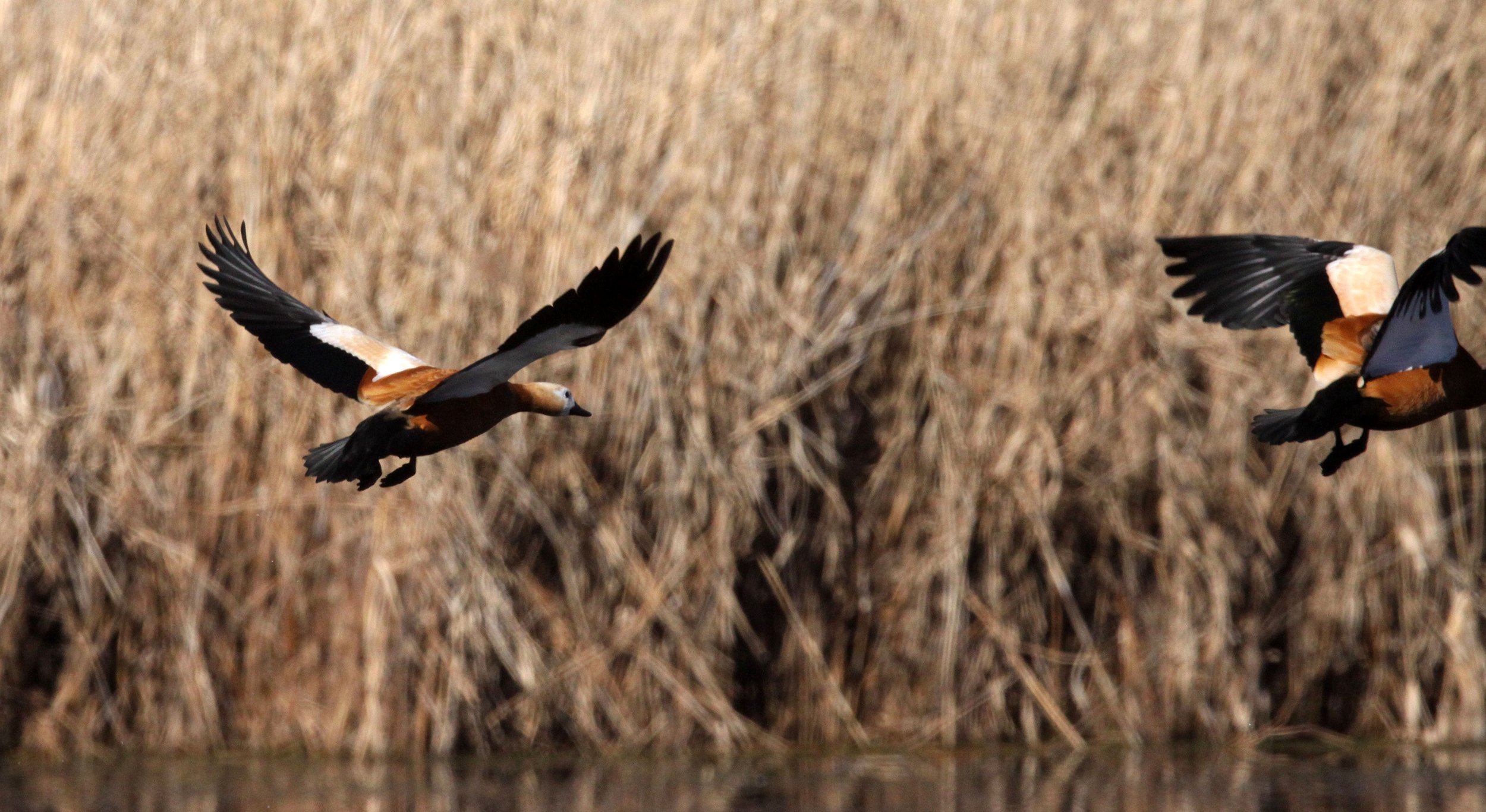 SHELDUCK - RUDDY SHELDUCK  - Tadorna ferruginea - CAO HAI WETLANDS PARK NEAR LIJIANG YUNNAN CHINA (106) - Copy.JPG