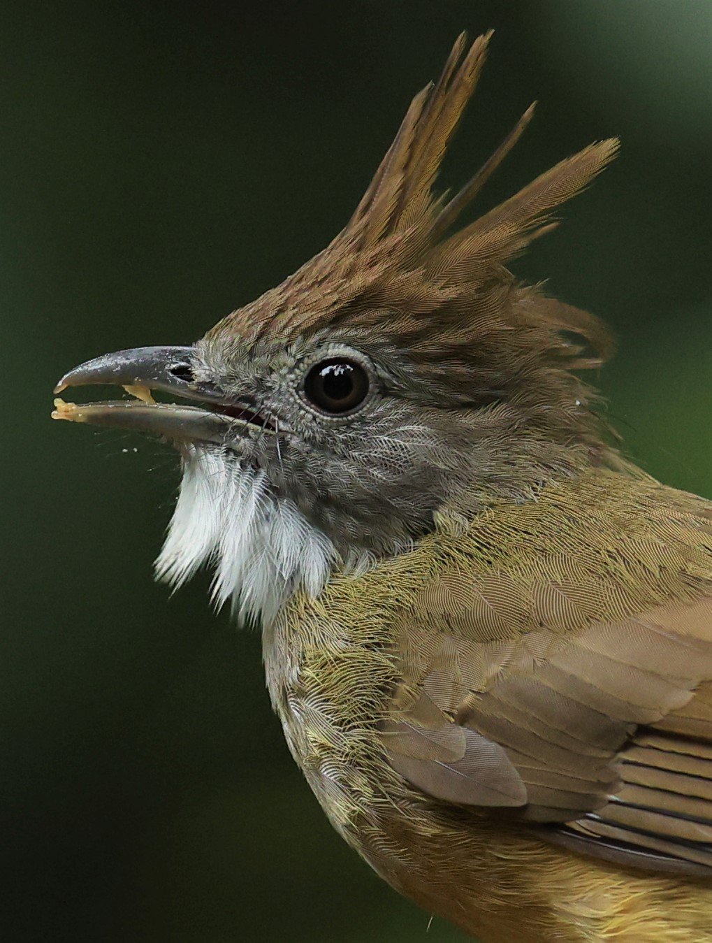 BULBUL - PUFF-THROATED BULBUL - Alophoixus pallidus - DOI INTHANON NP CHIANG MAI, DEC 2021 (9).JPG