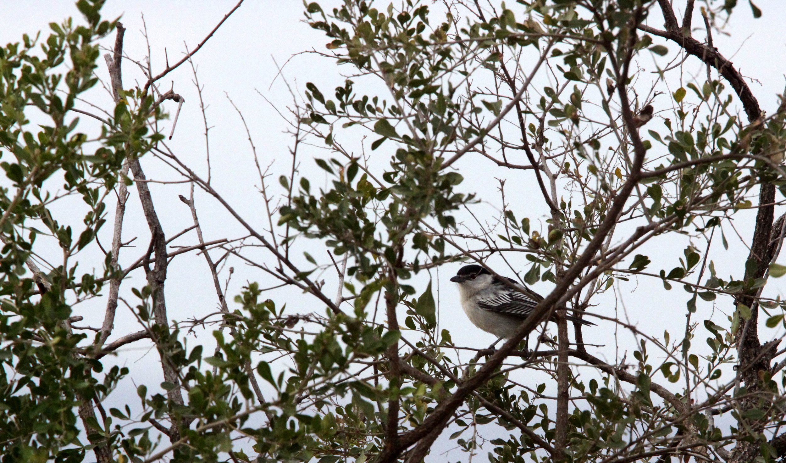 Black-backed Puffback (Dryoscopus cubla) Imfolozi NP South Africa