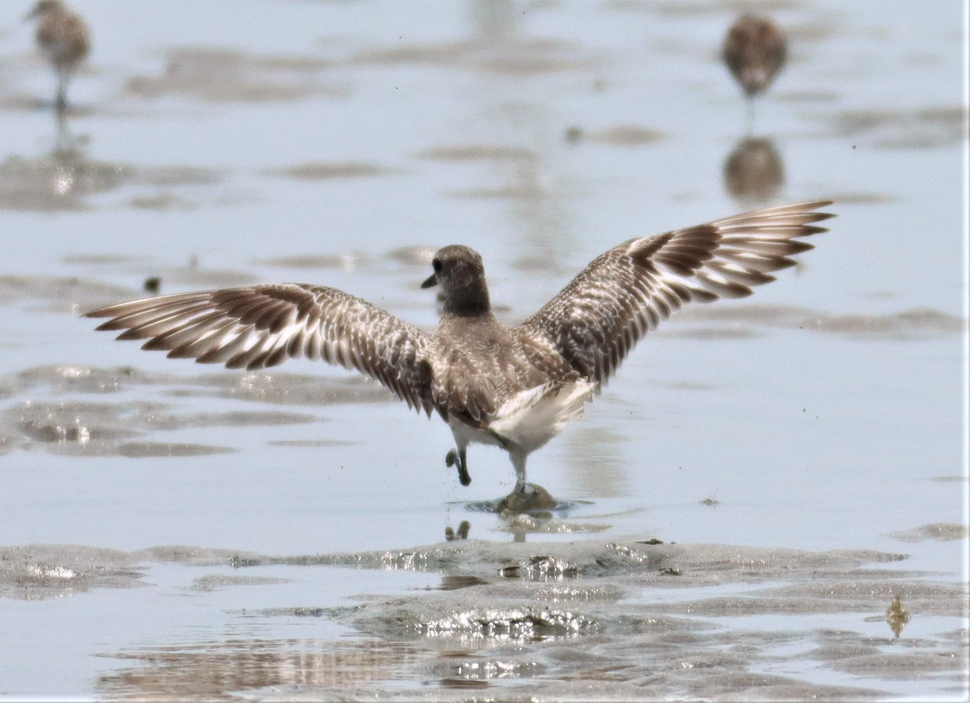 PLOVER - GREY PLOVER (BLACK-BELLIED) - Pluvialis squatarola - Petchaburi - KINGS GREEN CAVIAR PROJECT (4).JPG