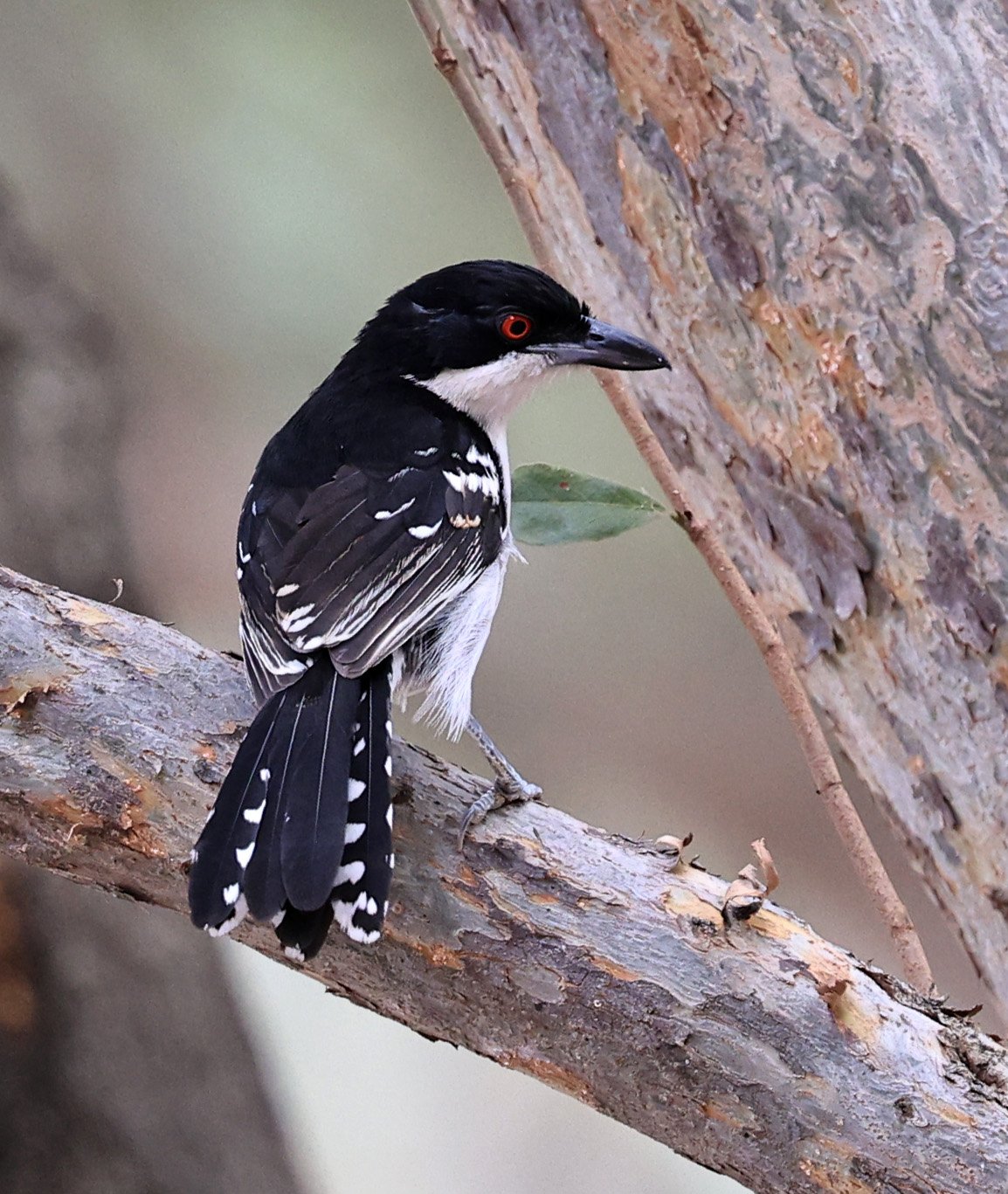 Great Antshrike (Taraba major) Hotel Campestre Iparoma Paraguay (16).jpg