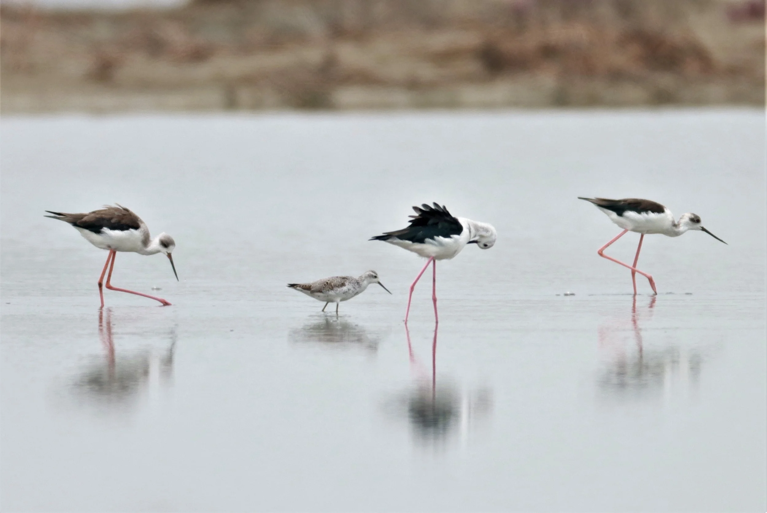 SANDPIPER - MARSH SANDPIPER - Tringa stagnalis - with BLACK-NECKED STILTS - KHLONG TAMRU CHONBURI (4).jpg