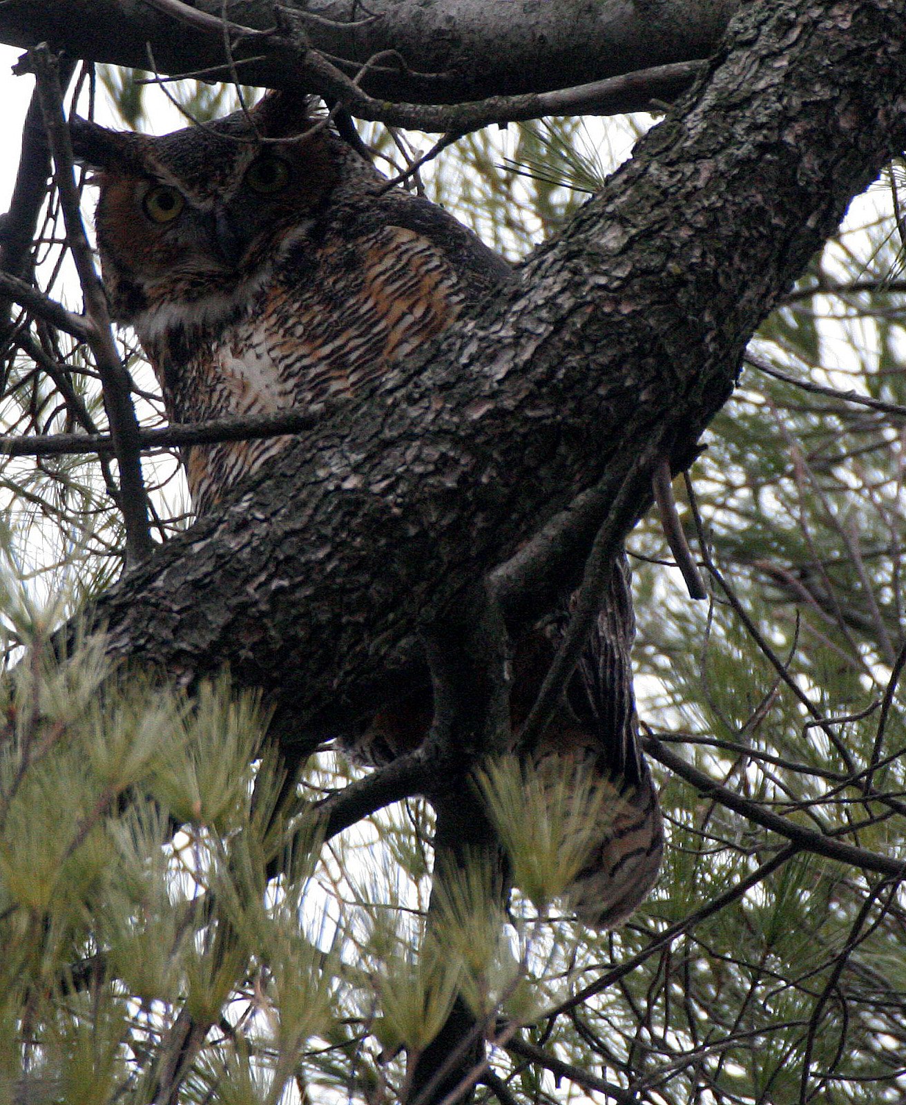 Bubo virginianus - GREAT-HORNED OWL - GENEVA COURTHOUSE ILLINOIS (39).JPG