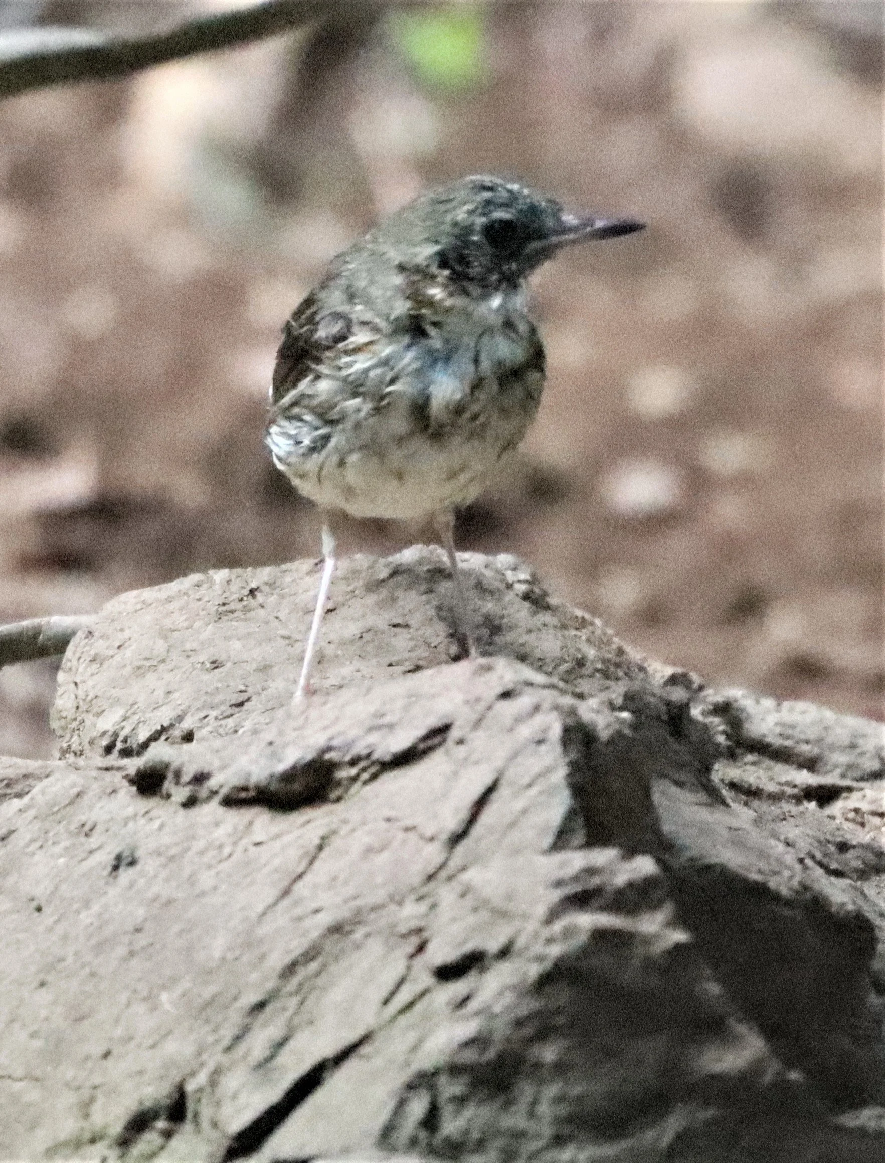 ROBIN - SIBERIAN BLUE ROBIN - Luscinia cyane - NEUNG HIDE, KAENG KRACHAN AREA (17).jpg
