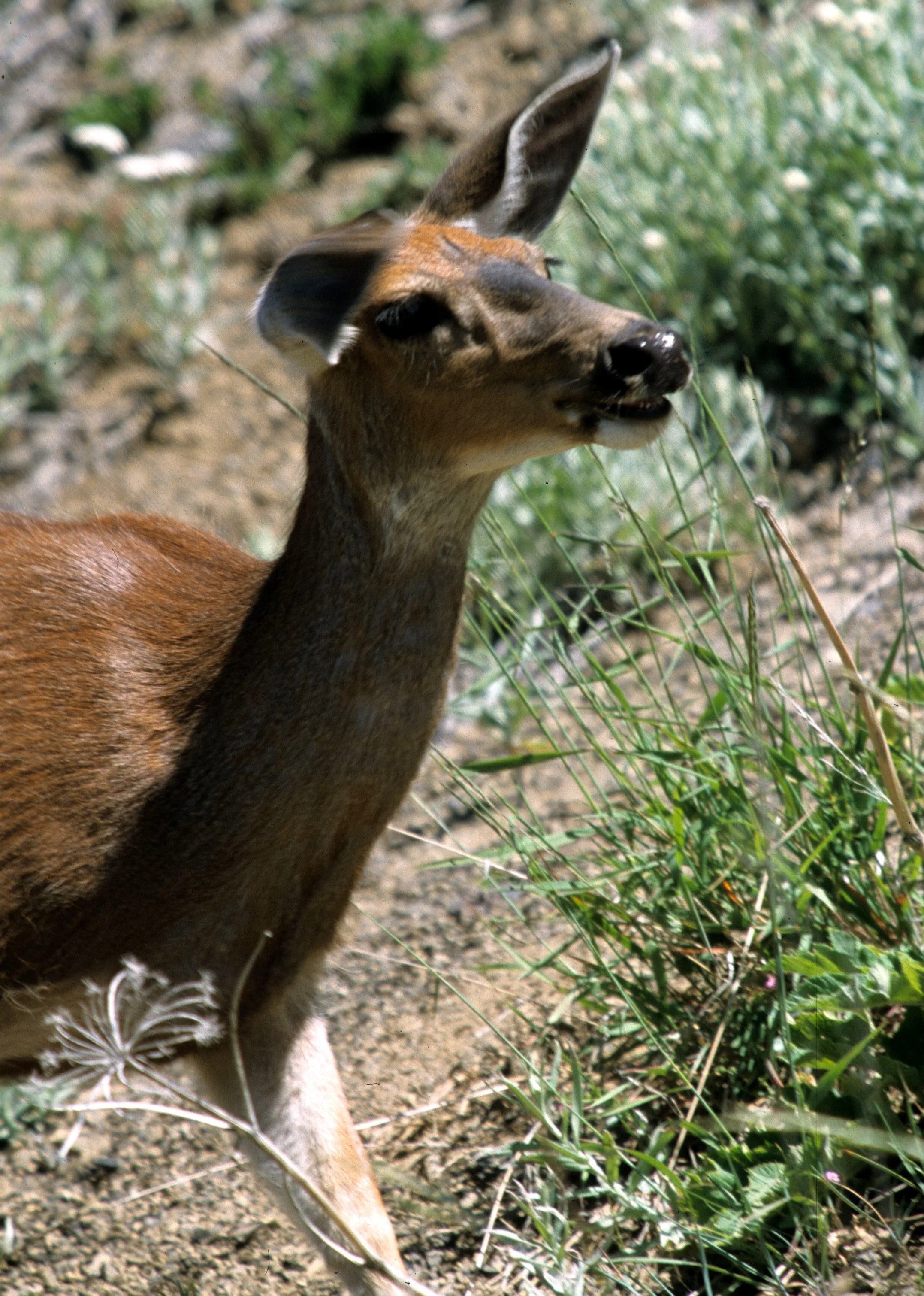 CERVID - DEER - BLACK-TAILED - COLUMBIA - RIDGE V.jpg