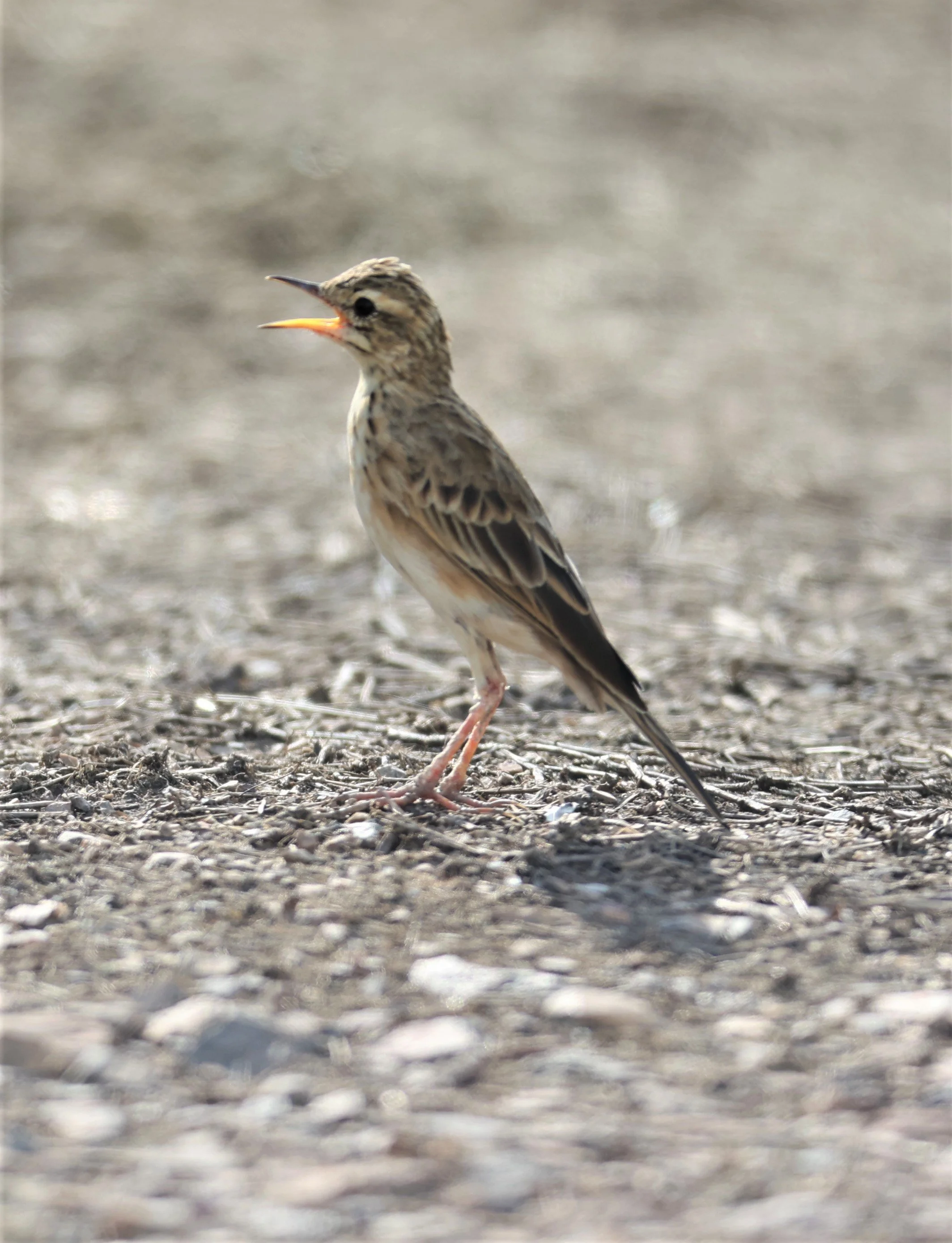 Paddyfield Pipit (Anthus rufulus) PATHUM THANI RICE RESEARCH CENTER SEP 18 2021 (3).jpg