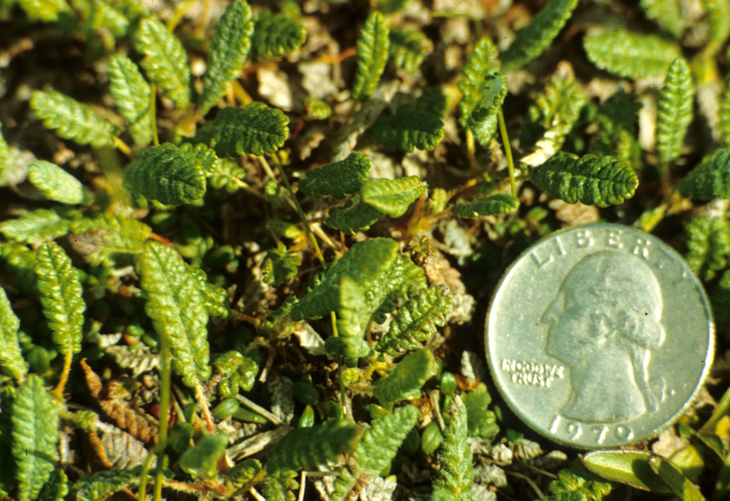 ALASKA - DENALI NP - TUNDRA SPECIES (2).jpg