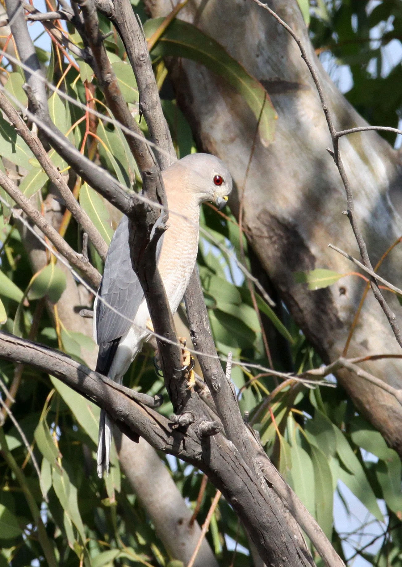 BIRD - SHIKRA - FEMALE - LITTLE RANN OF KUTCH GUJARAT INDIA (4).JPG