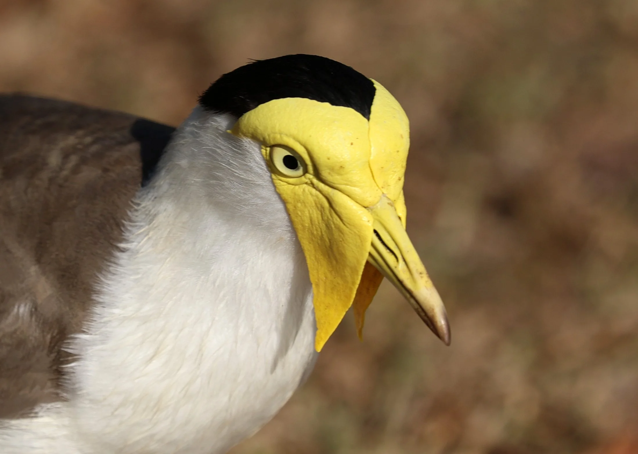 Masked Lapwing (Vanellus miles) Rottnest Island - Western Australia (9).jpg