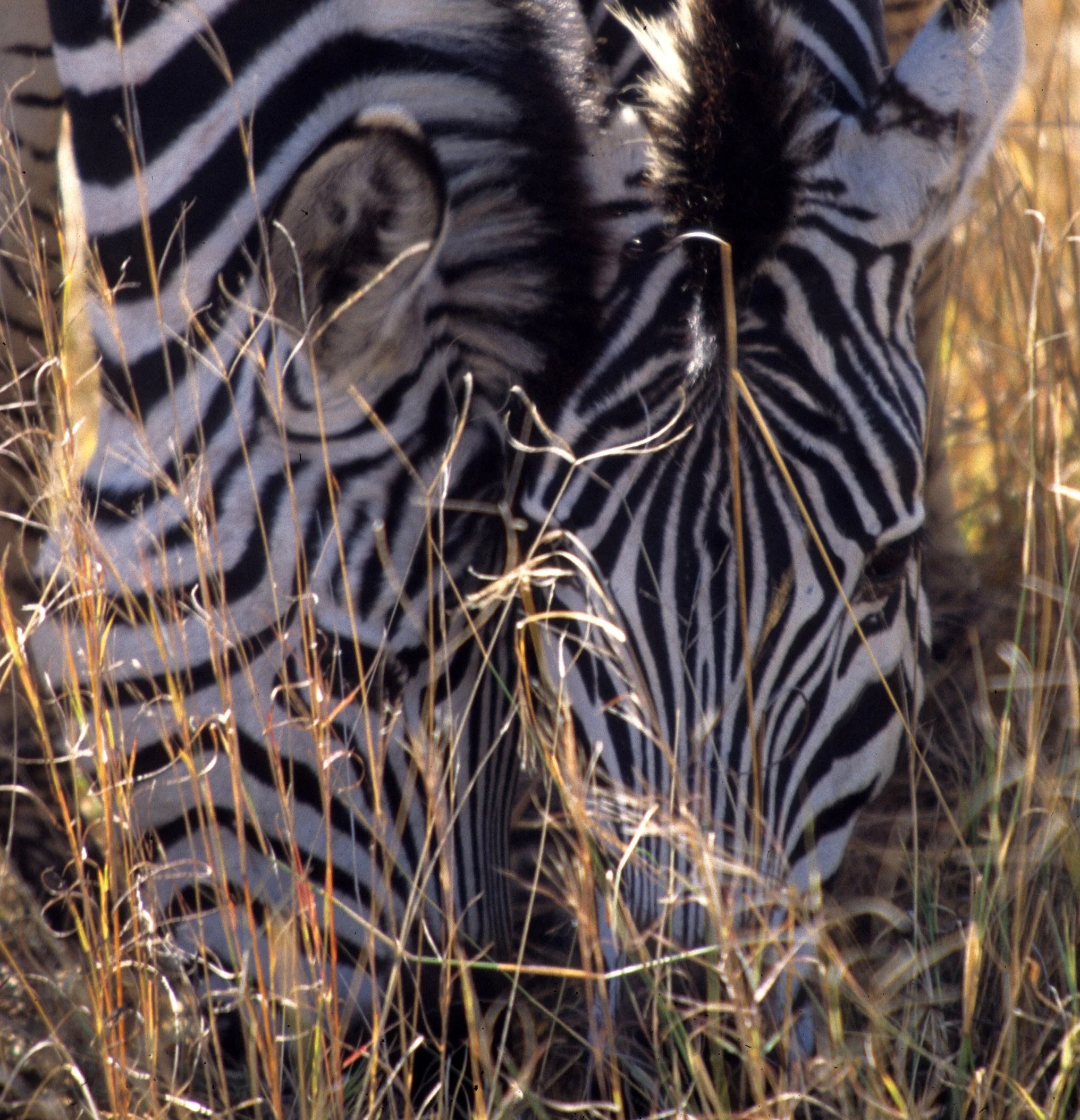EQUIN - ZEBRA - COMMON - SERENGETI (35).jpg