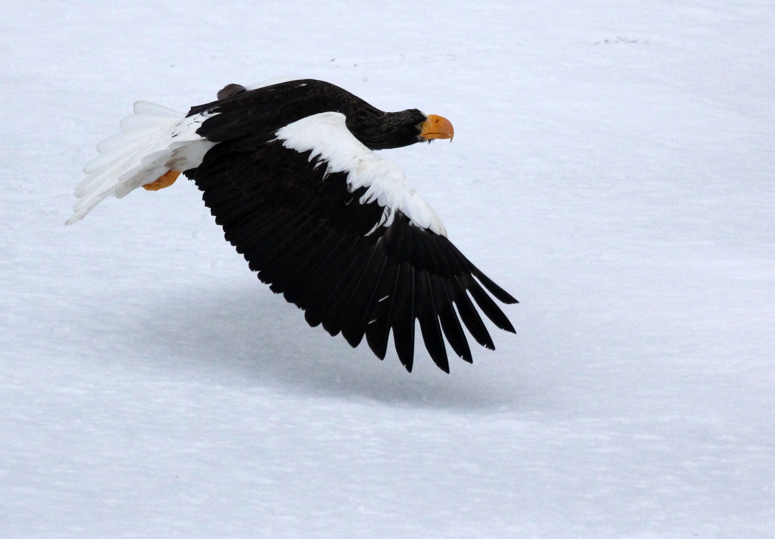 Haliaeetus pelagicus - STELLER'S SEA EAGLE - RAUSU, SHIRETOKO PENINSULA, HOKKAIDO JAPAN (78).JPG
