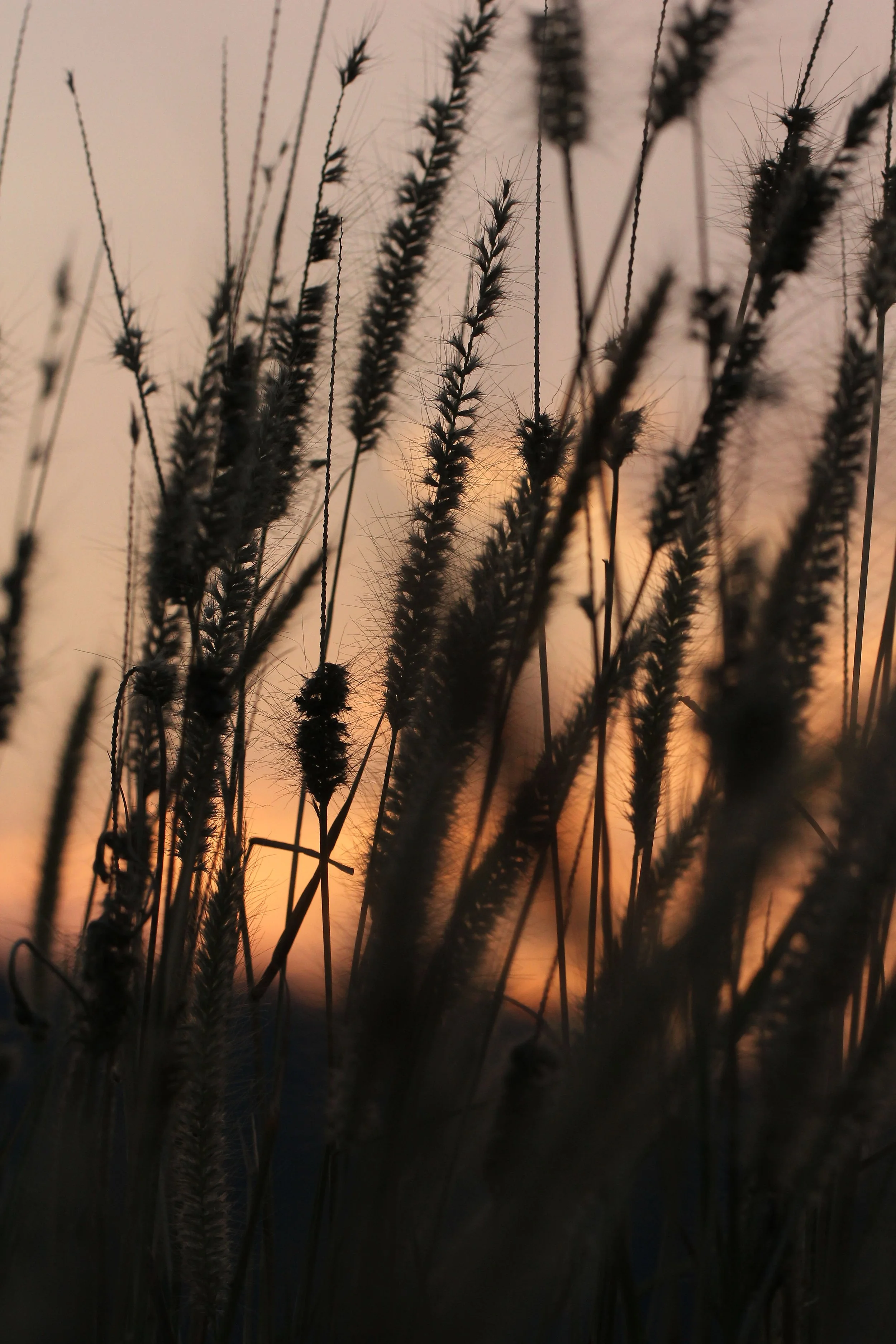 2015 Khao Pang Ma Nonhunting Area (102).JPG