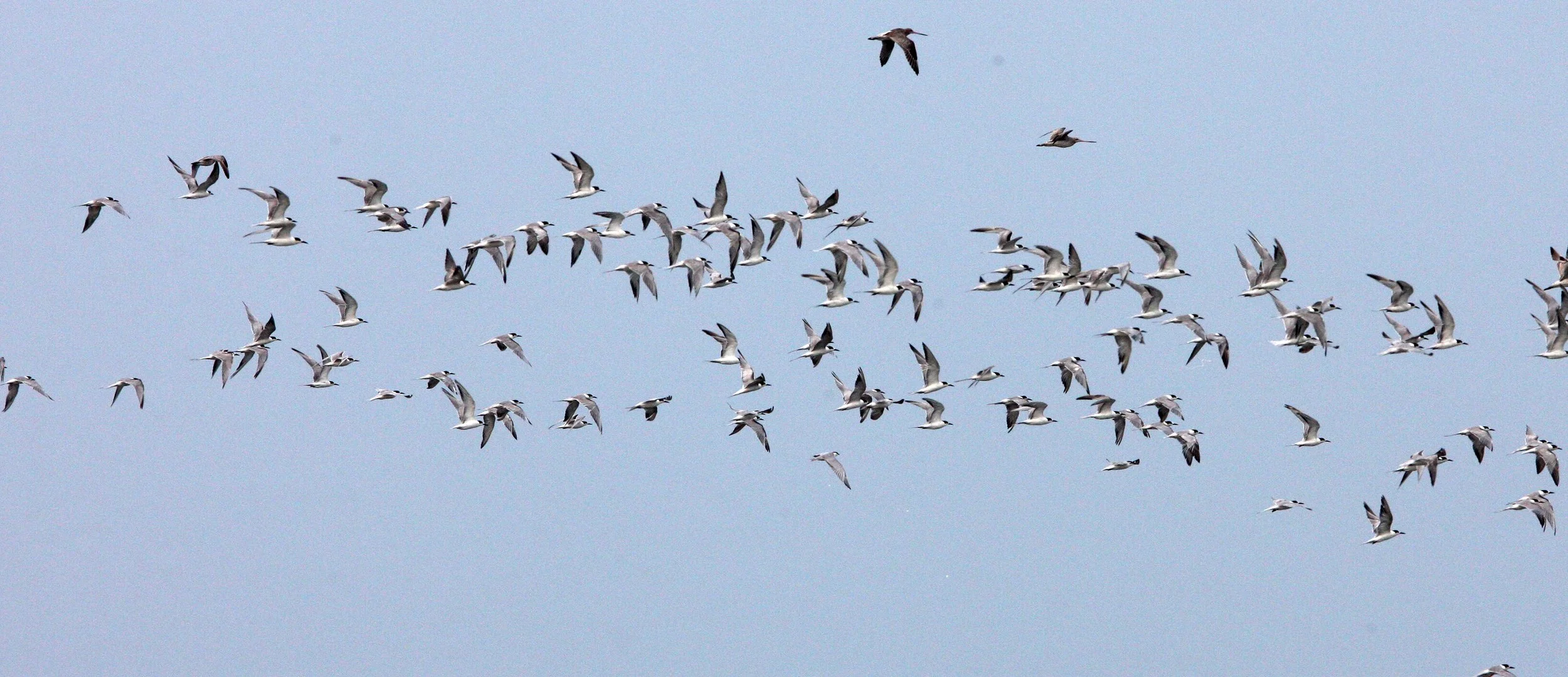 TERN - COMMON TERN - Sterna hirundo - PETCHABURI PROVINCE, PAK THALE (10).JPG