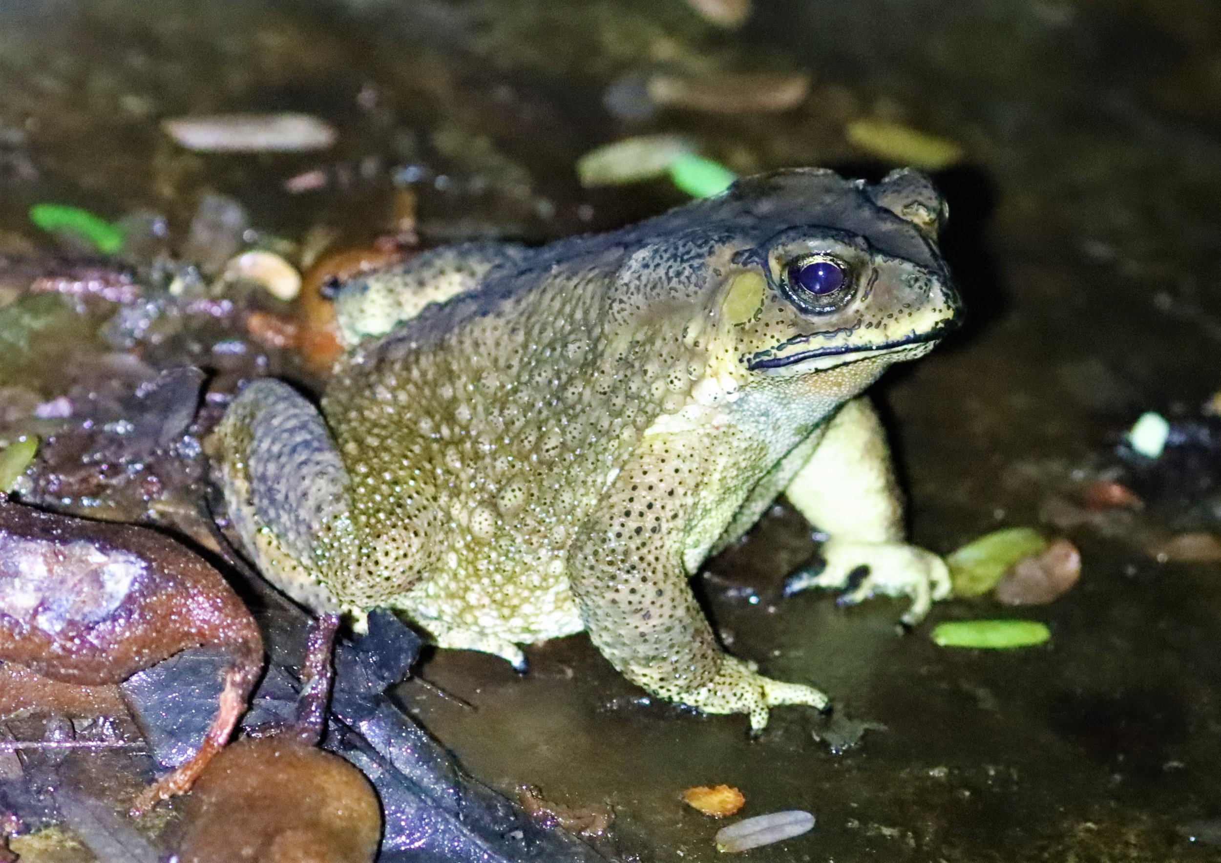 Asian Black-spined Toad (Duttaphrynus melanostictus)