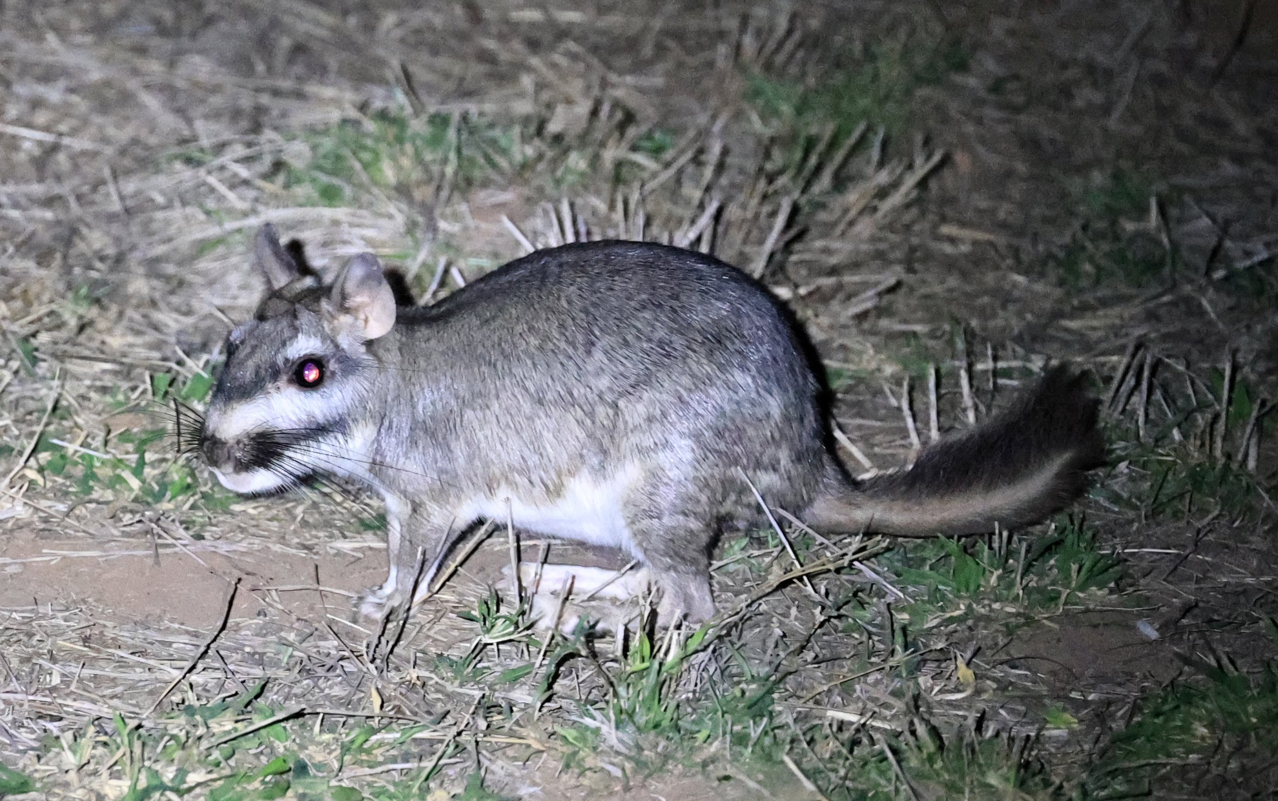 Plains Vizcacha (Lagostomus maximus) Reserva Natural Canada el Carmen, Paraguay  (21).jpg