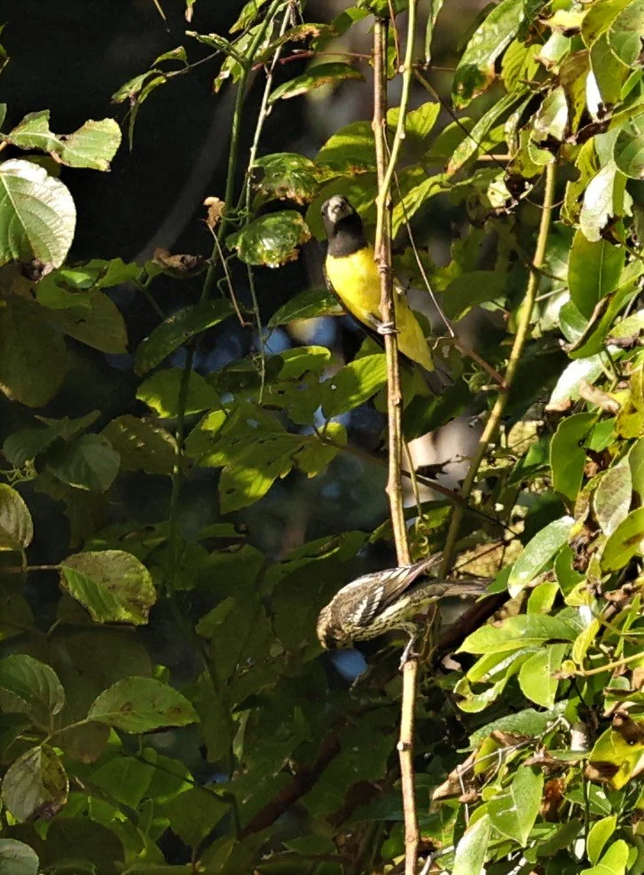 Spot-winged Grosbeak (Mycerobas melanozanthos) Fang Hotsprings Chiang Mai Thailand (19).jpg