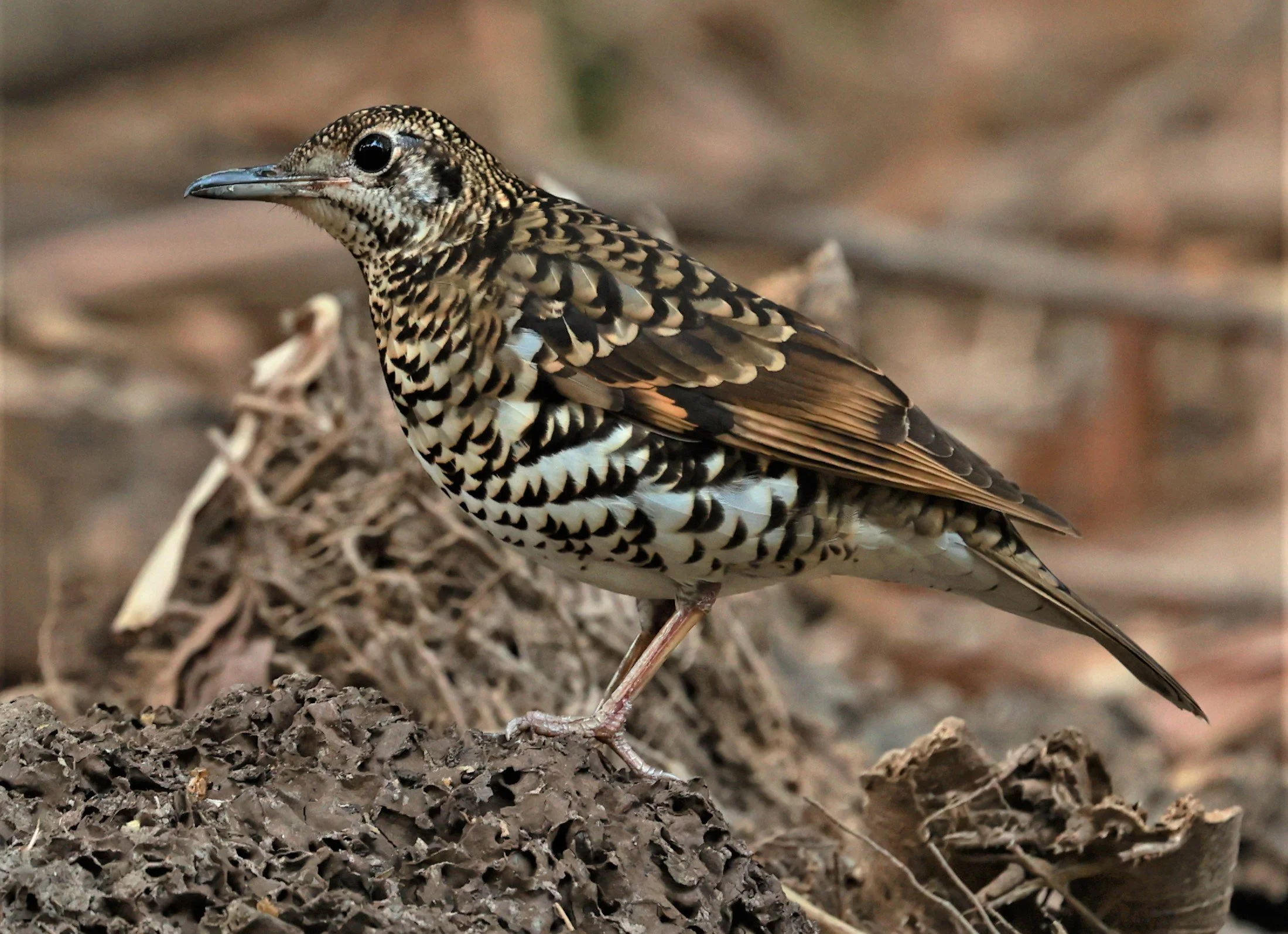 White's Thrush (Zoothera aurea) Putthamonthon Park Nakhon Pathom Thailand (97).jpg