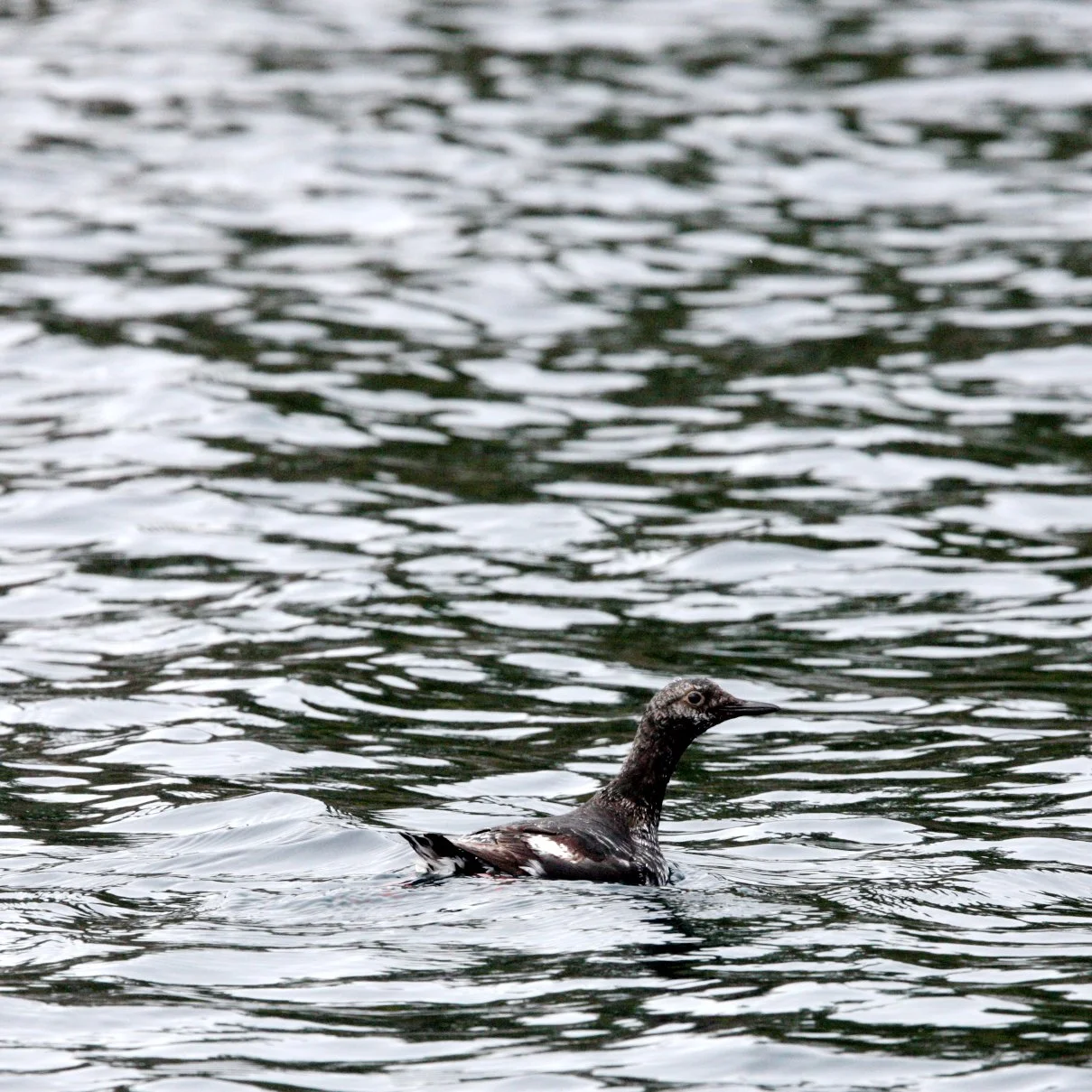 Cepphus columba adiantus - PIGEON GUILLEMOT - KNIGHT'S INLET BRITISH COLUMBIA (3).JPG