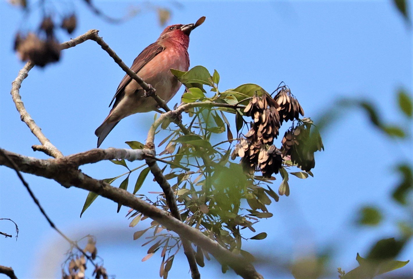 ROSEFINCH - COMMON ROSEFINCH - Carpodacus erythrinus - DOI ANG KHANG CHIANG MAI (2).jpg
